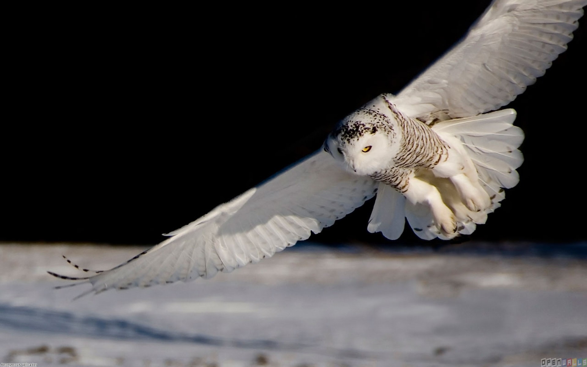 Owl Flying Wallpapers