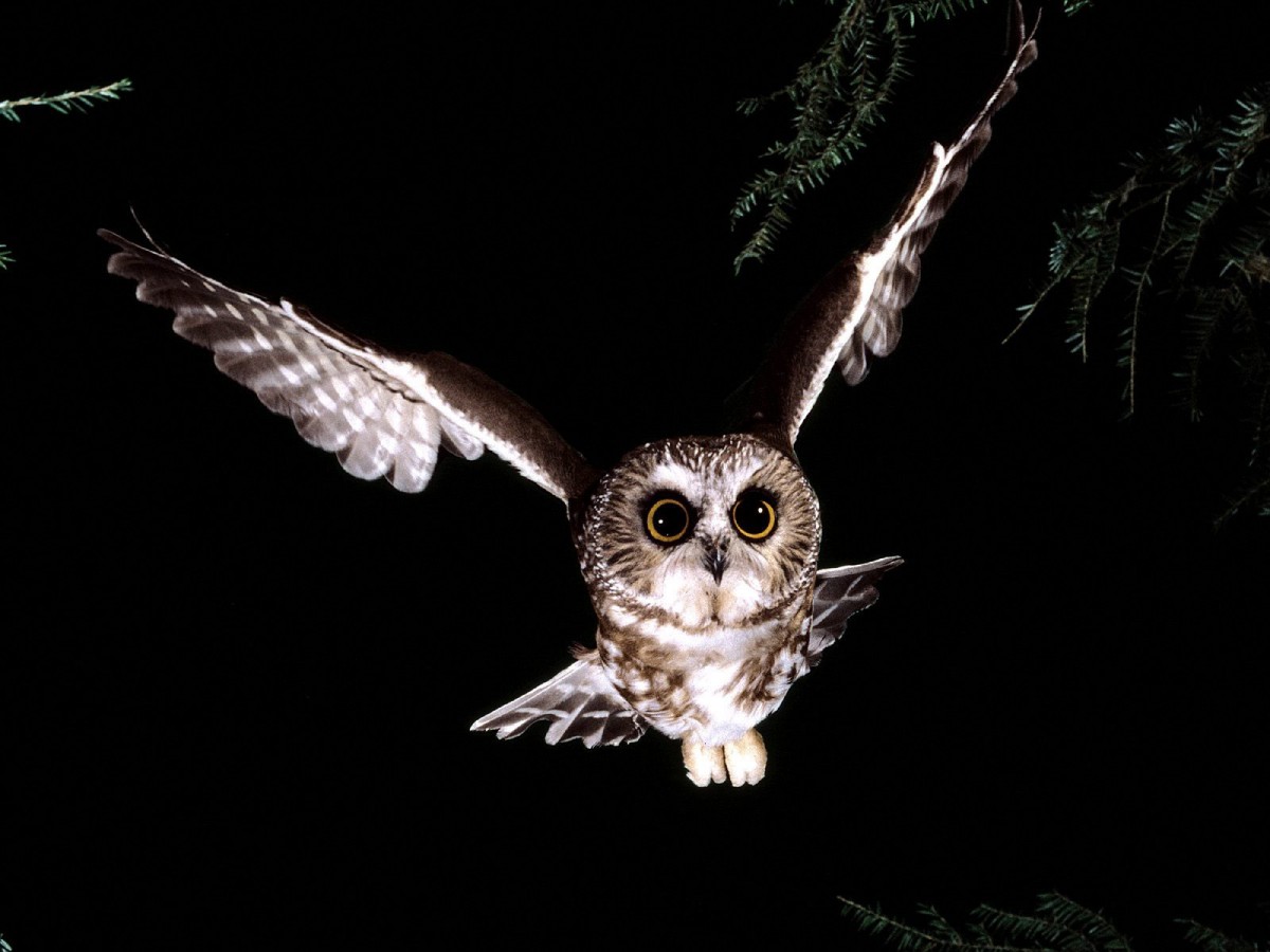 Owl Flying Wallpapers