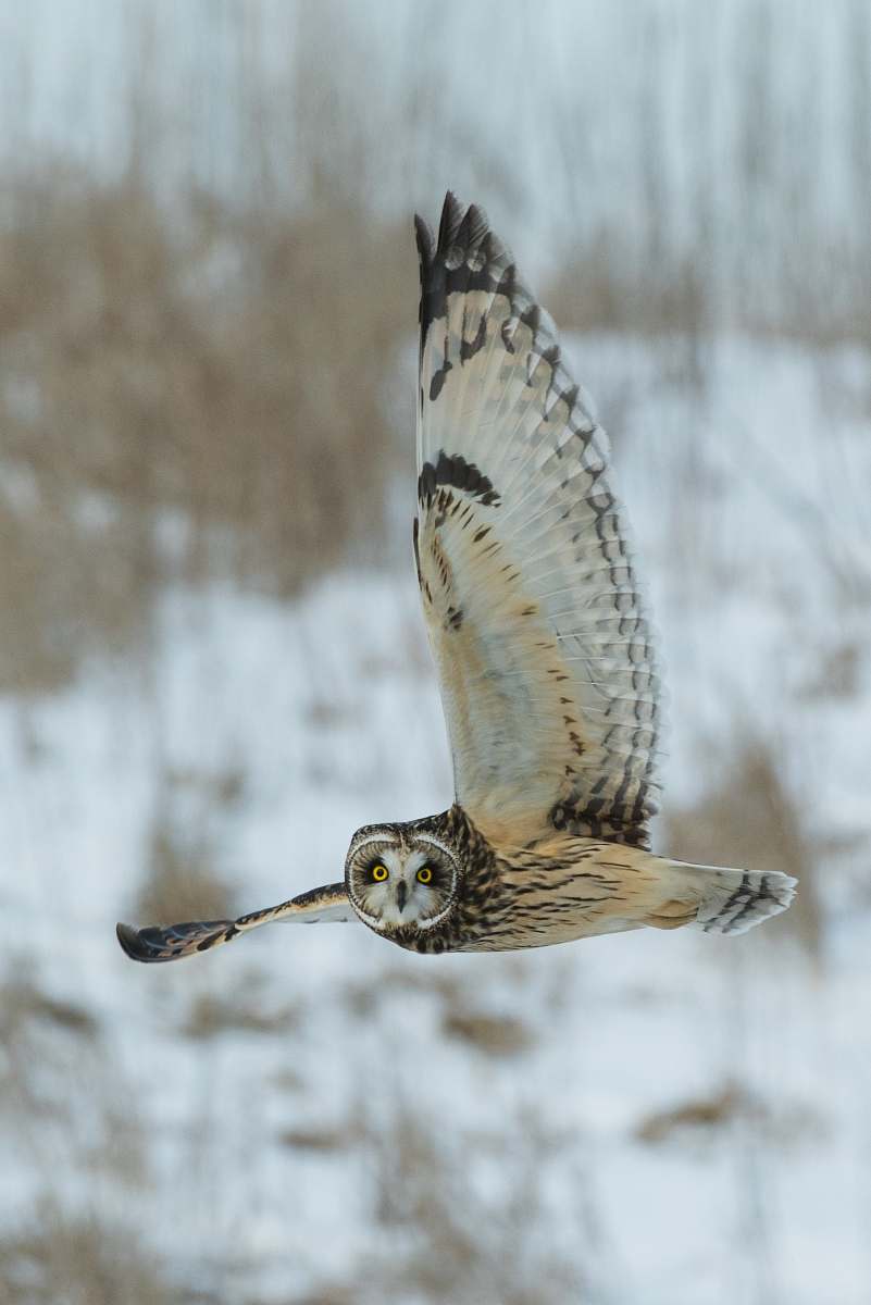 Owl Flying Wallpapers