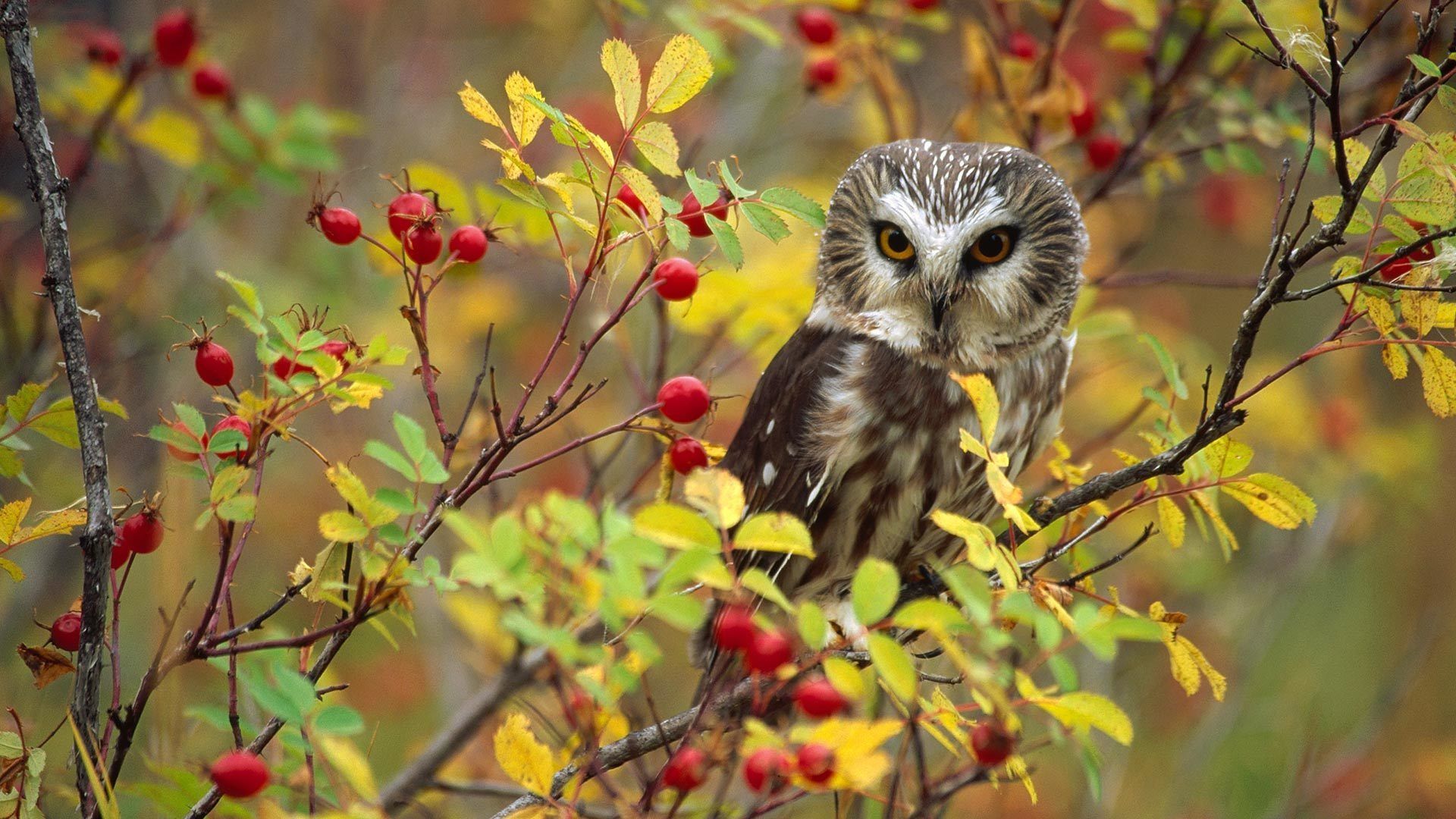 Owl In Fall Wallpapers