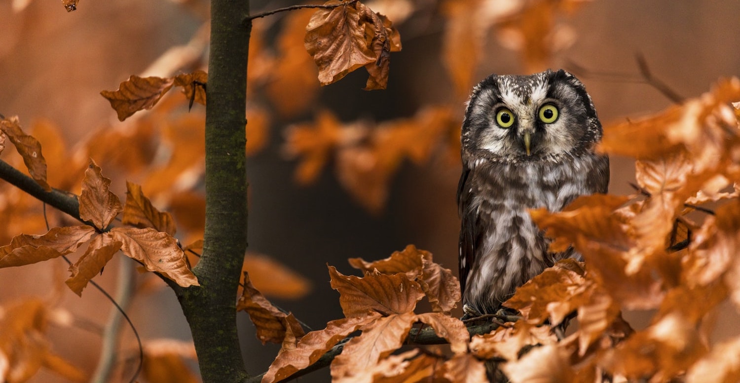 Owl In Fall Wallpapers