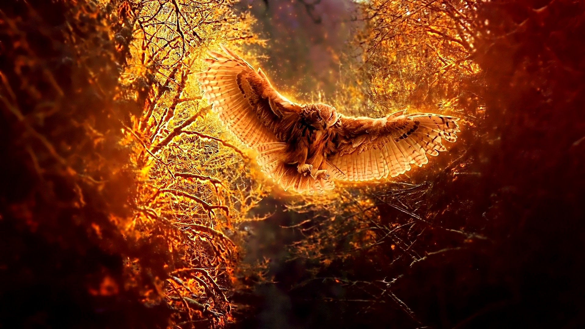 Owl In Fall Wallpapers