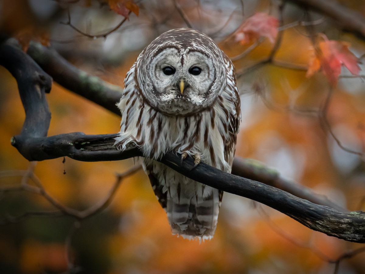 Owl In Fall Wallpapers