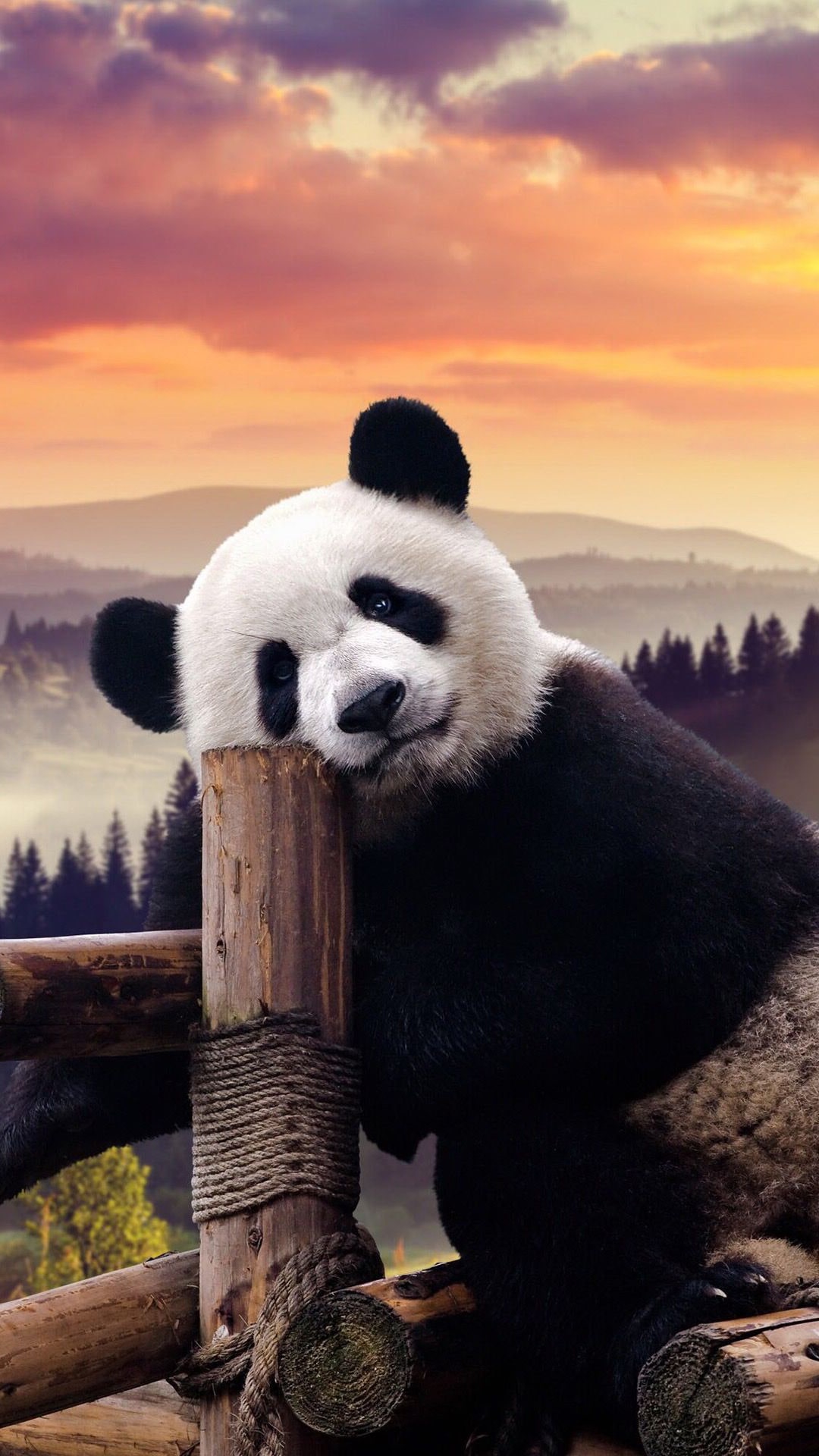 Panda Hd Wallpapers