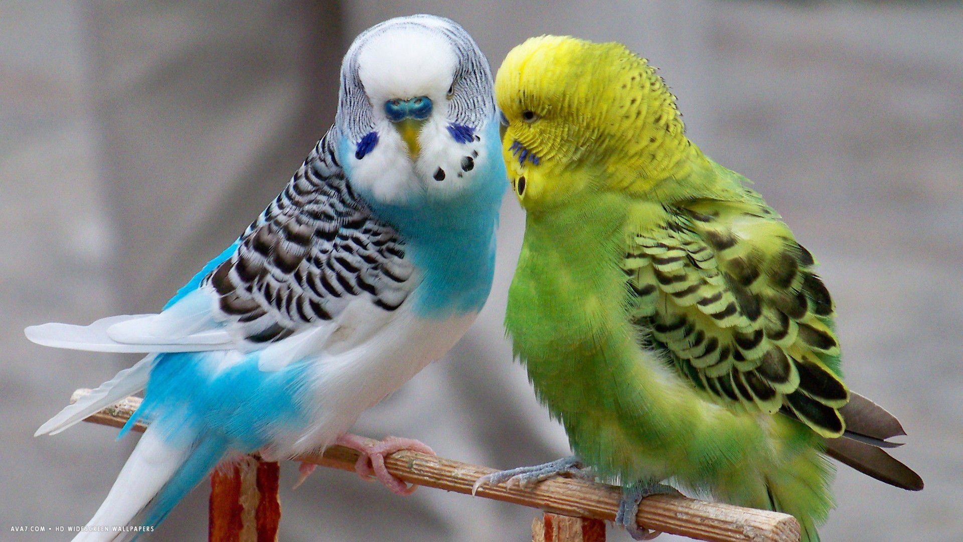 Parakeet Wallpapers