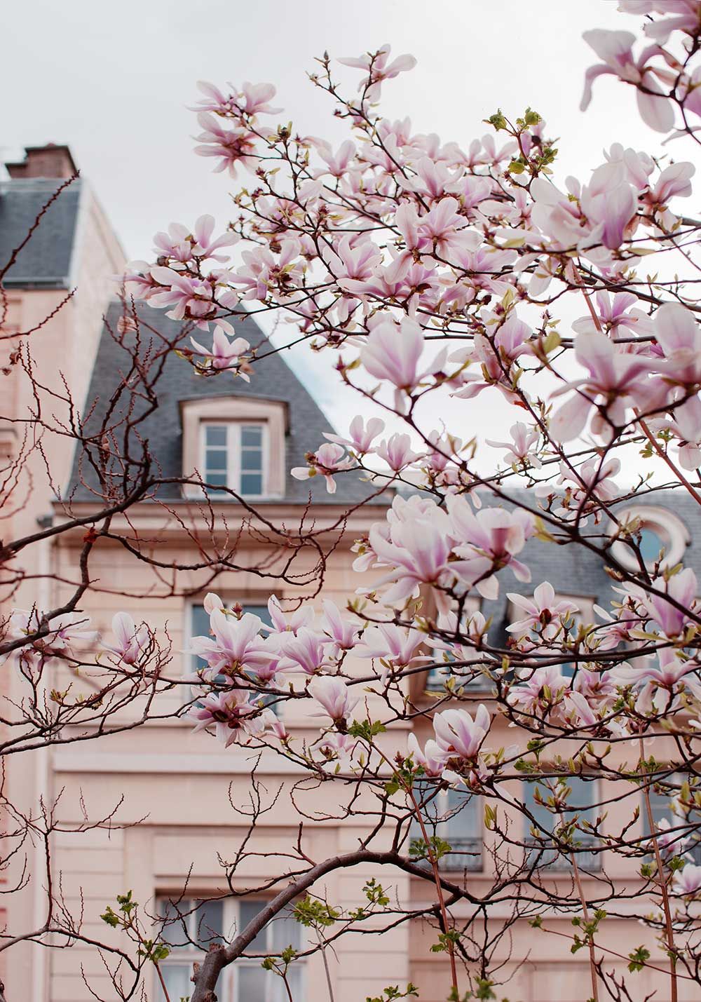 Paris Spring Wallpapers