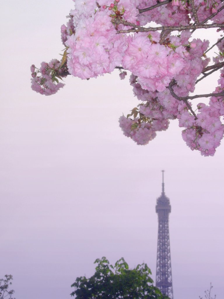 Paris Spring Wallpapers