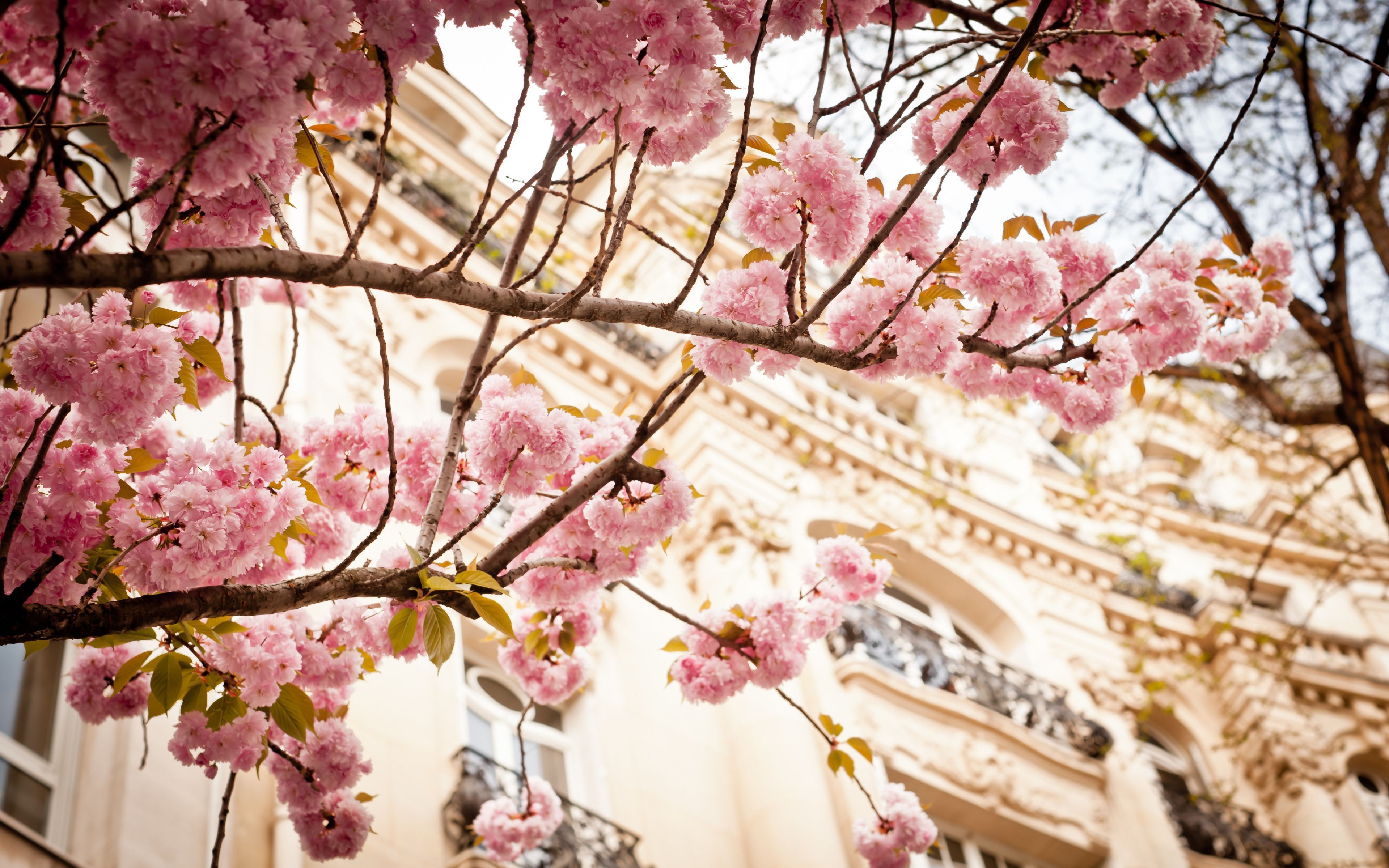 Paris Spring Wallpapers