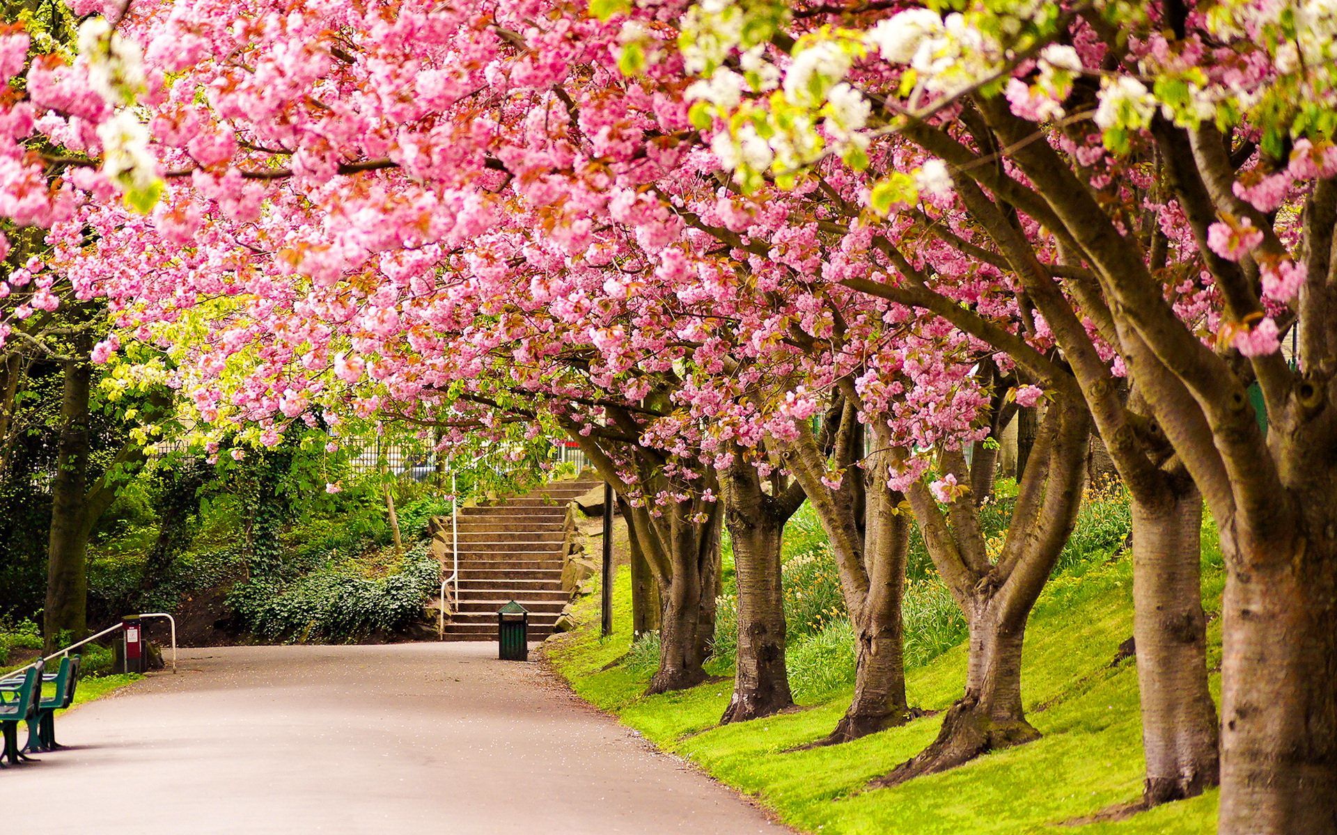 Park In Spring Wallpapers