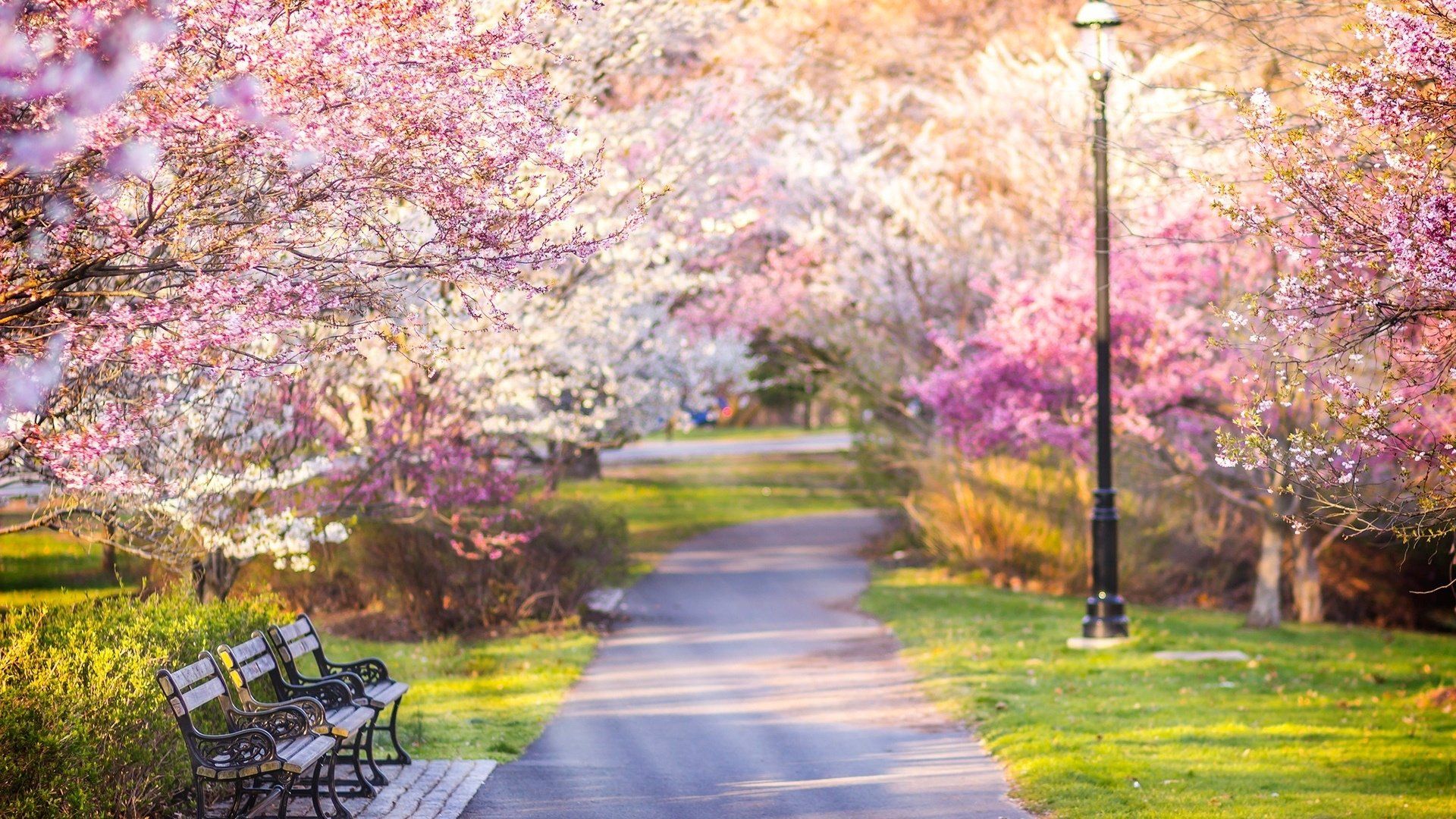 Park In Spring Wallpapers