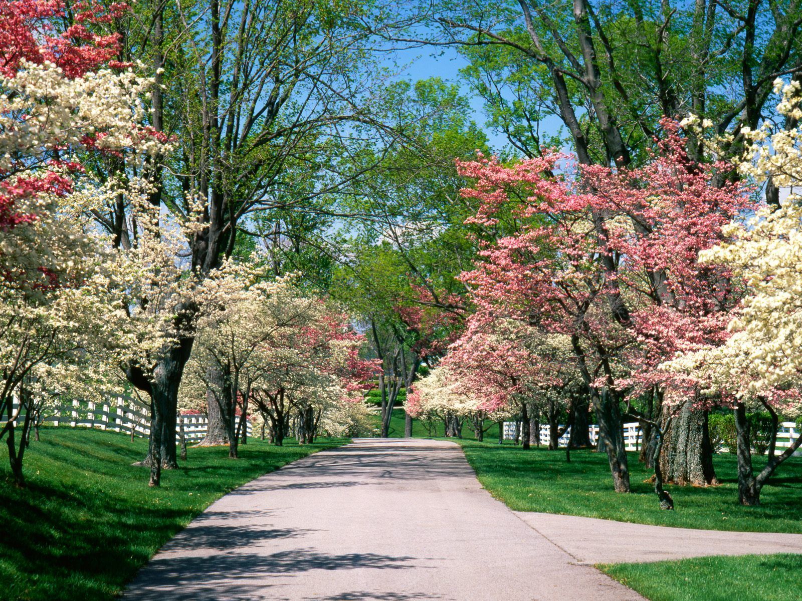 Park In Spring Wallpapers