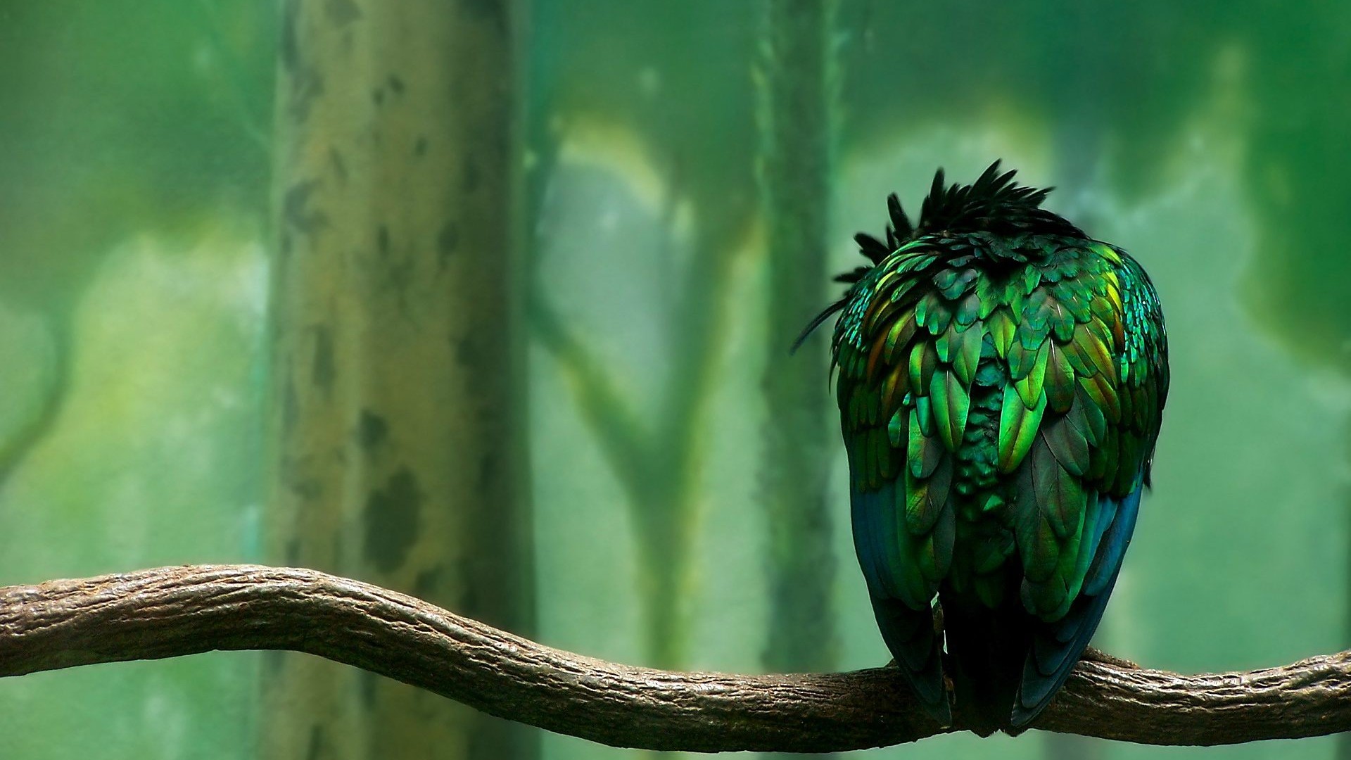 Parrot Artist Wallpapers