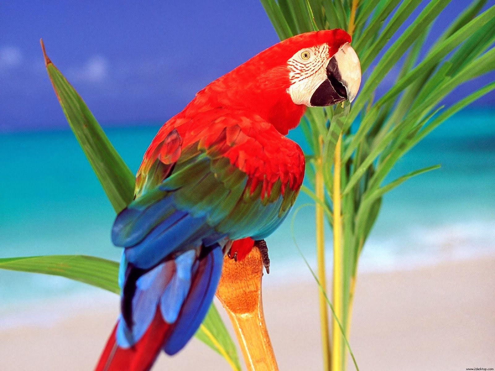 Parrot Bird Pictures Wallpapers