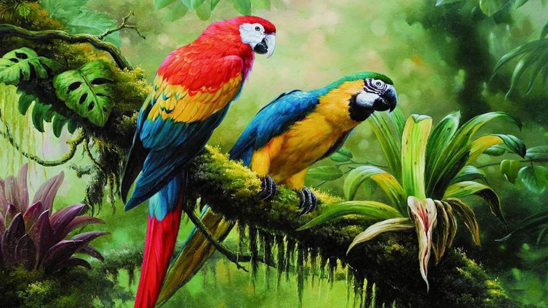 Parrot Bird Pictures Wallpapers