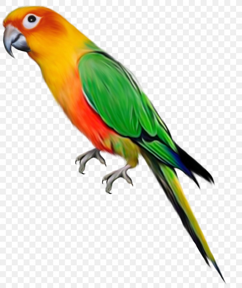 Parrot Bird Pictures Wallpapers