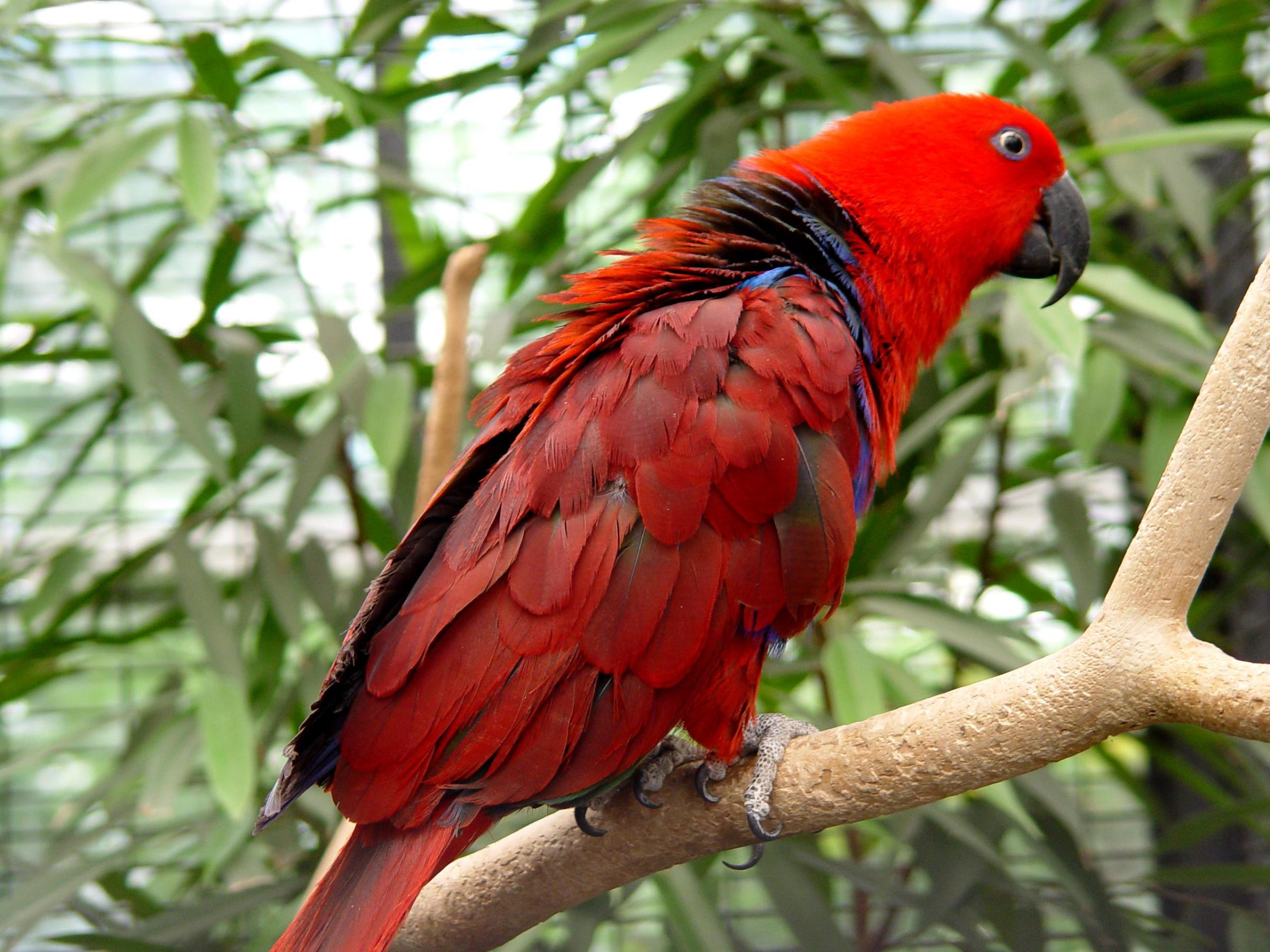 Parrot Bird Pictures Wallpapers