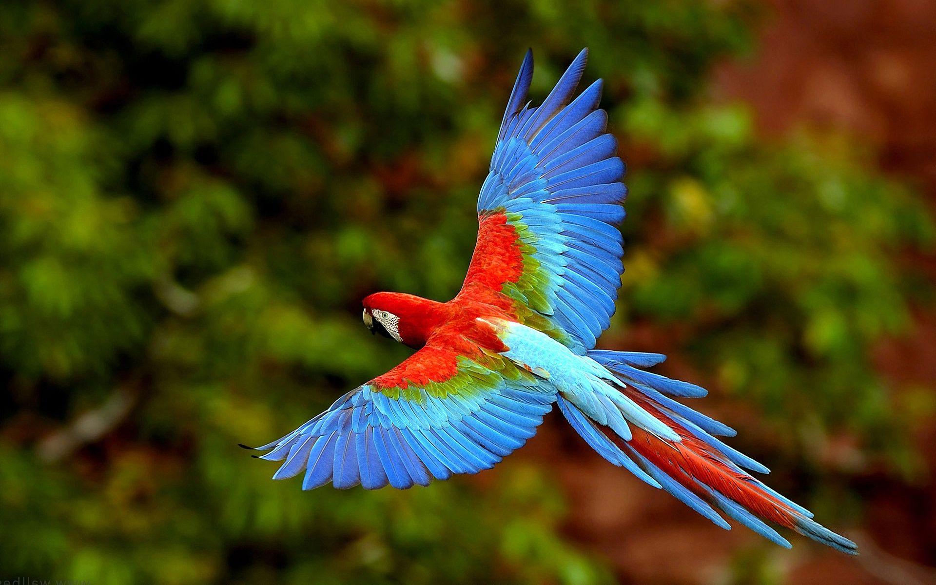 Parrots Wallpapers