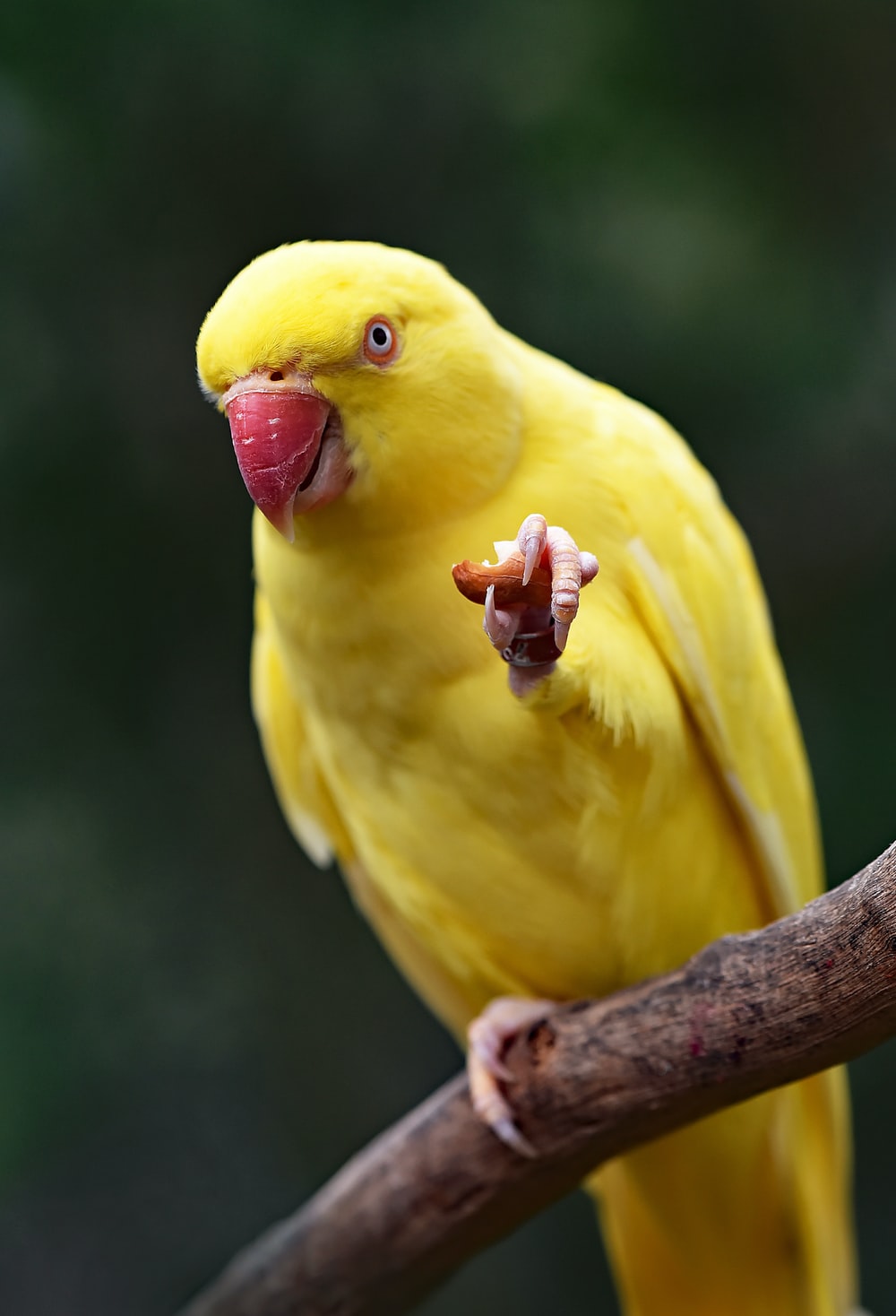 Parrots Wallpapers