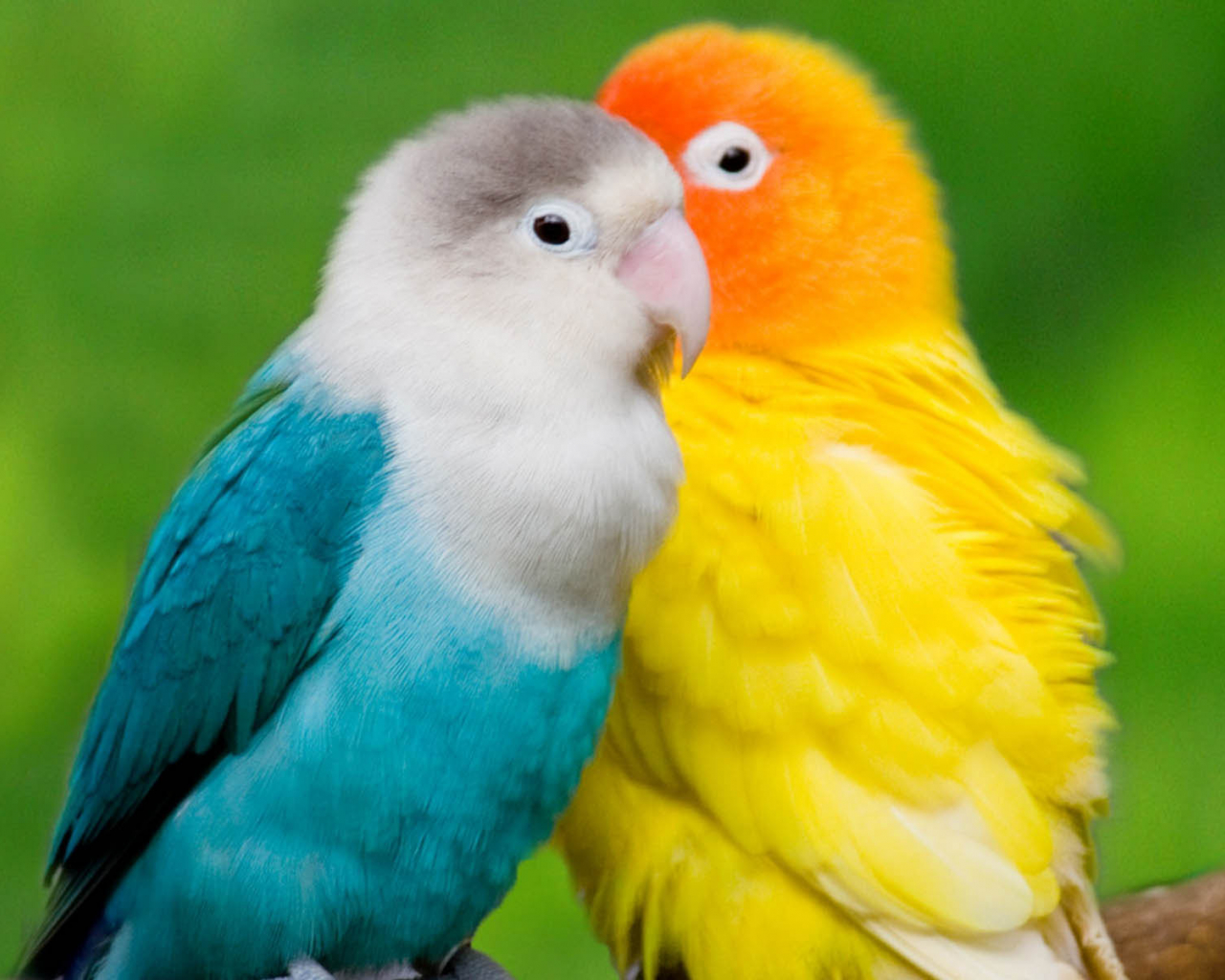 Parrots Wallpapers