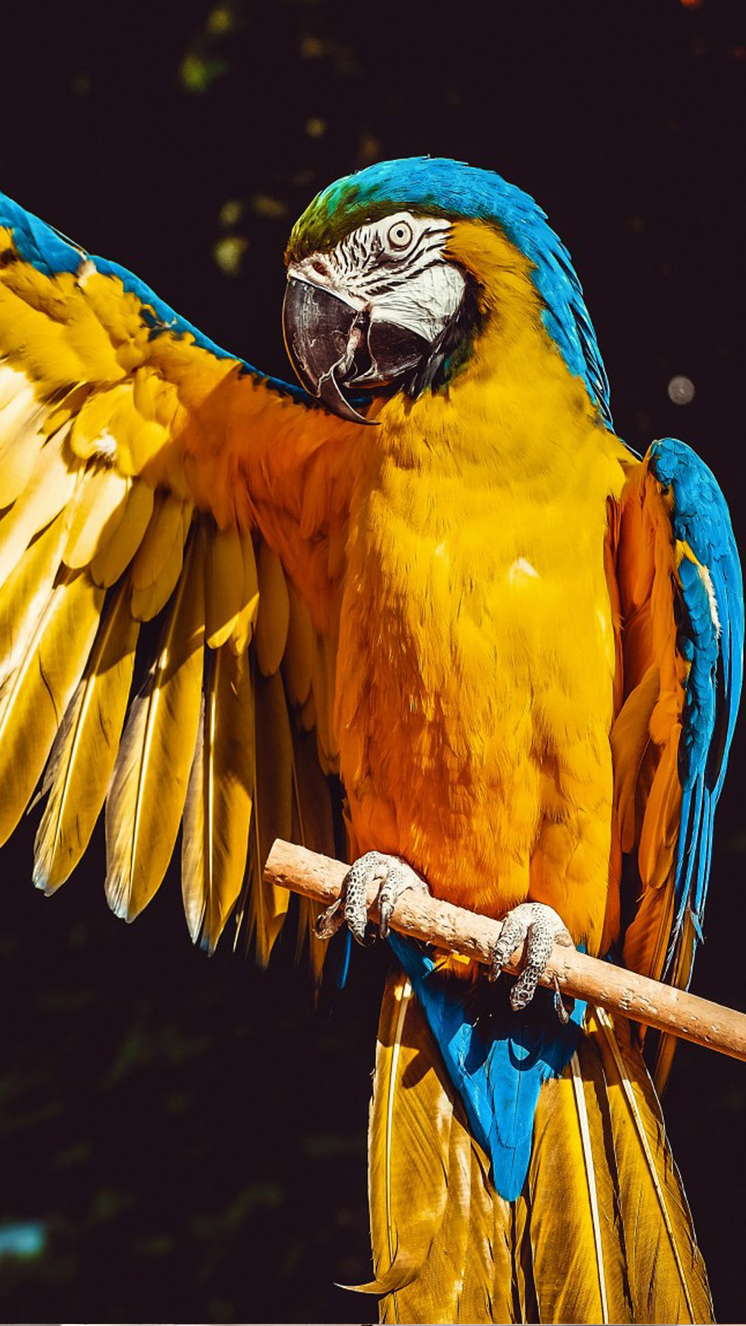 Parrots Wallpapers