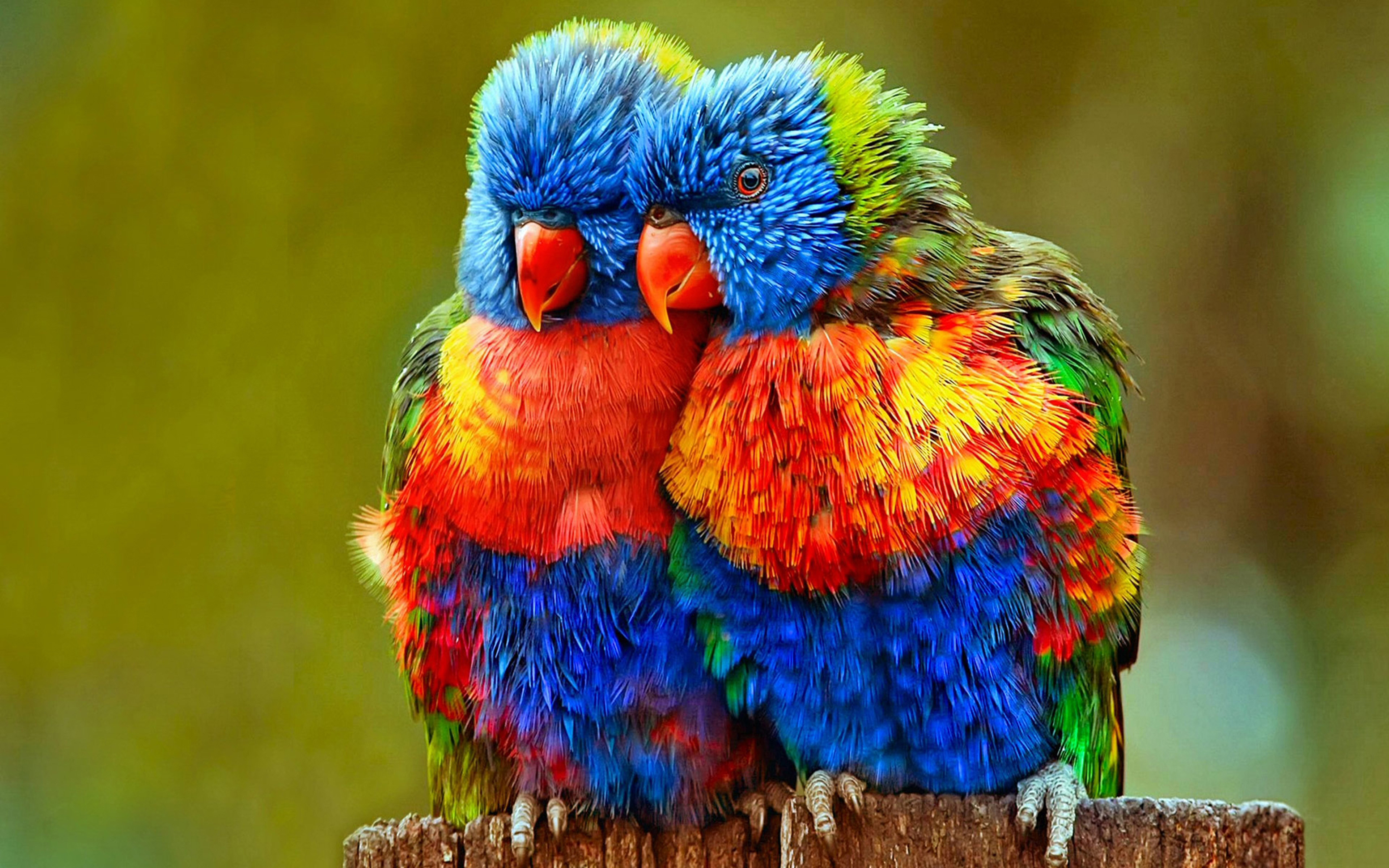 Parrots Wallpapers