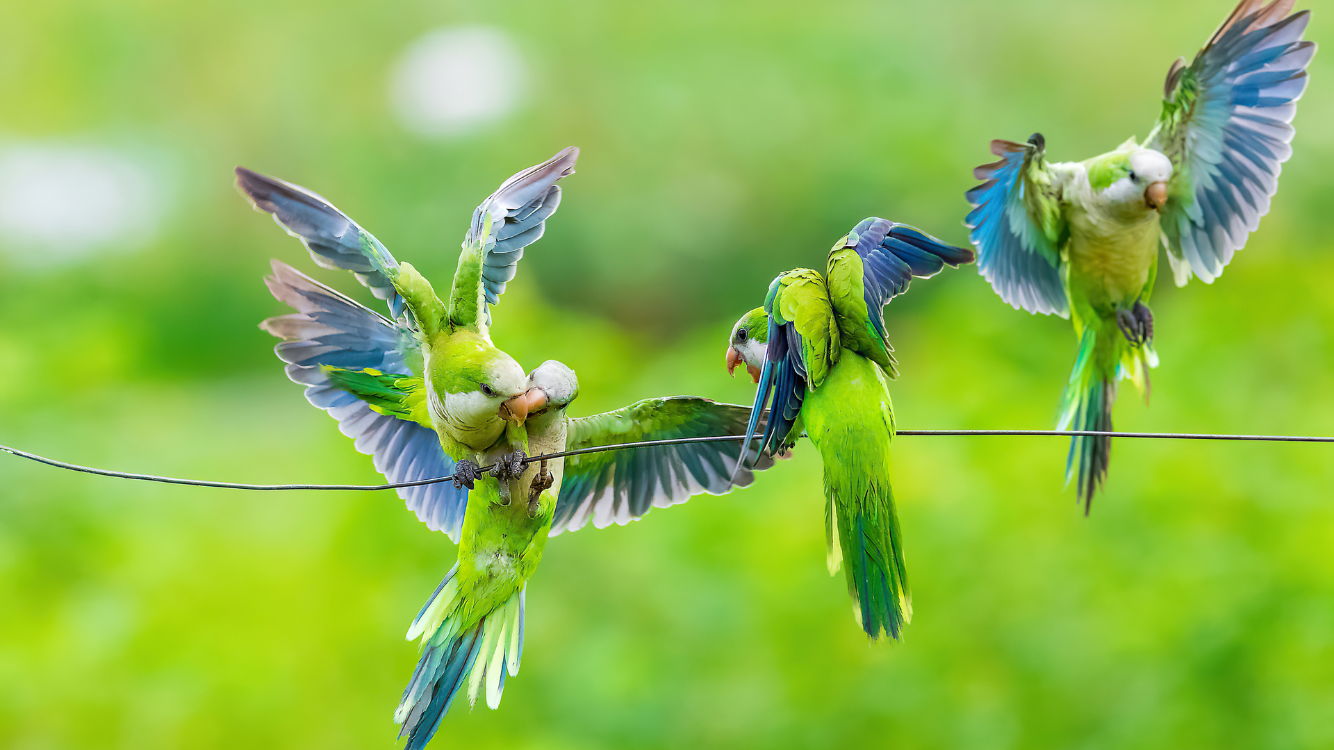 Parrots Wallpapers