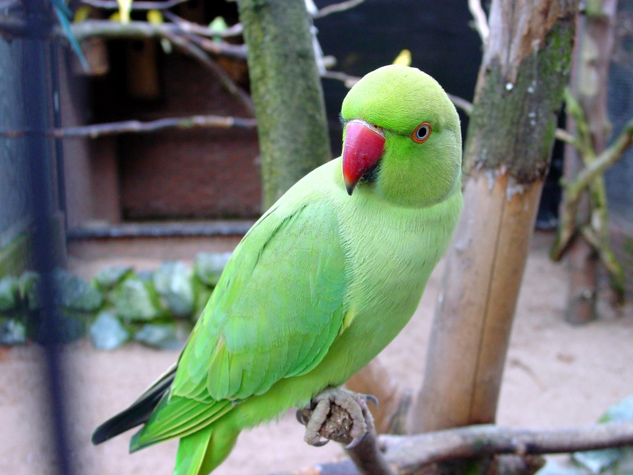 Parrots Wallpapers