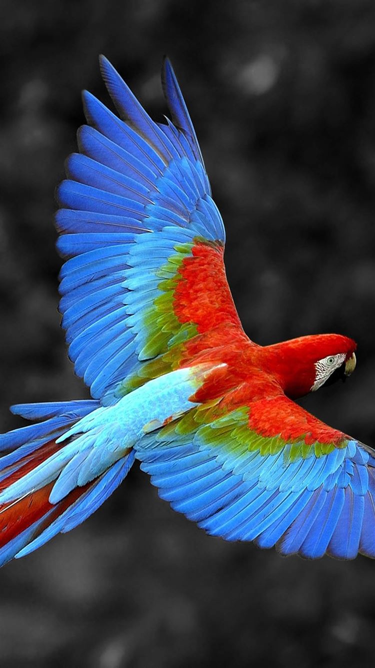 Parrots Wallpapers