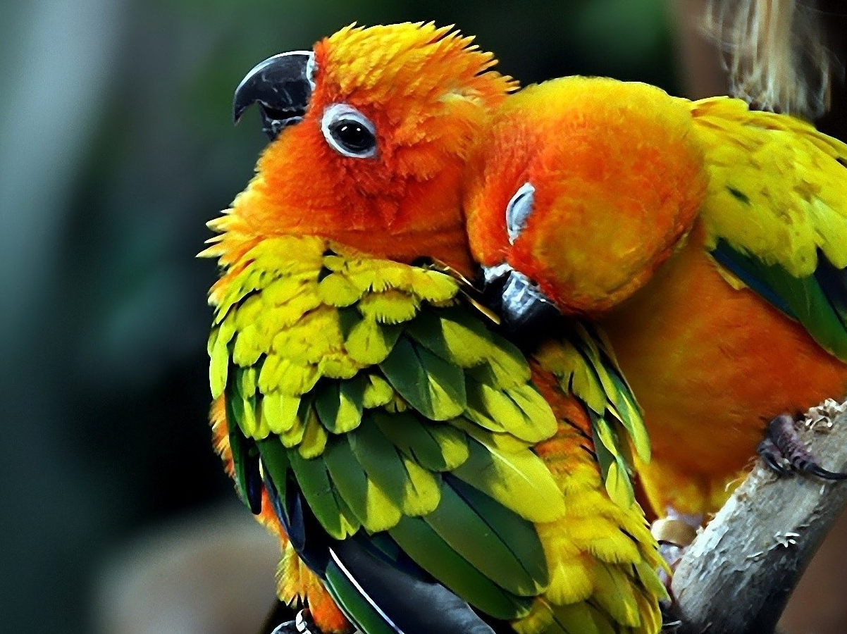 Parrots Wallpapers