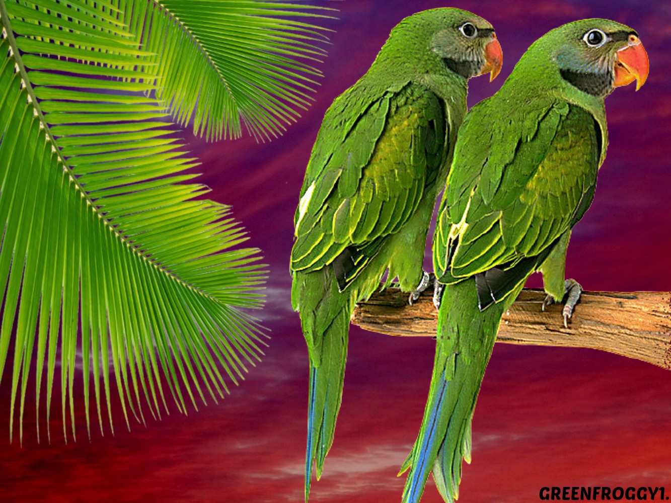 Parrots Wallpapers