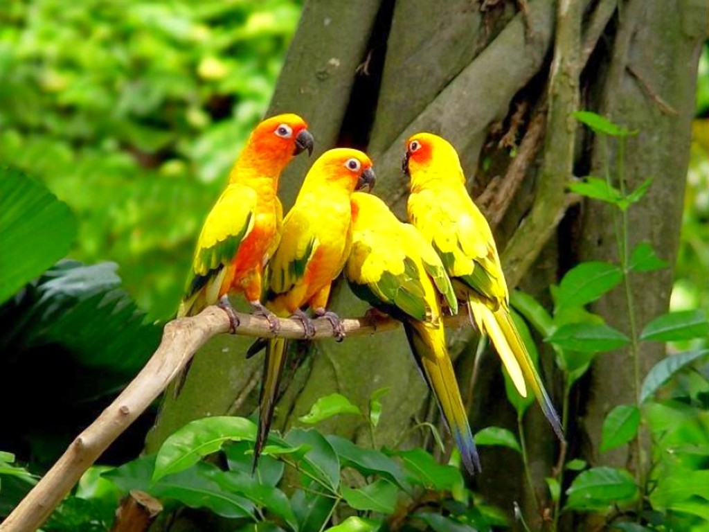 Parrots Wallpapers