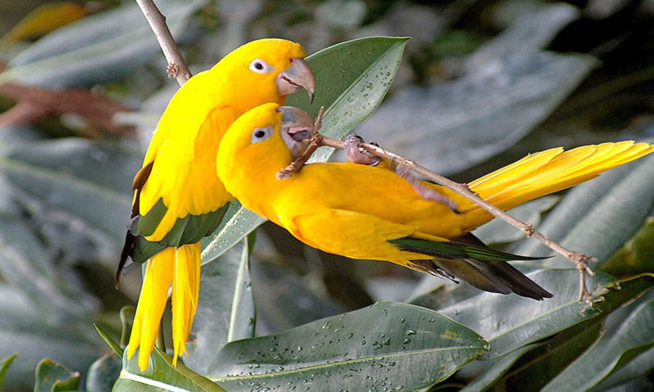 Parrots Wallpapers