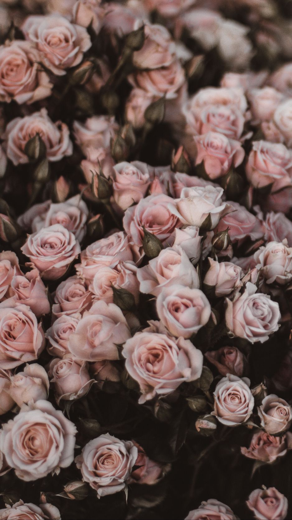 Pastel Pink Roses Wallpapers