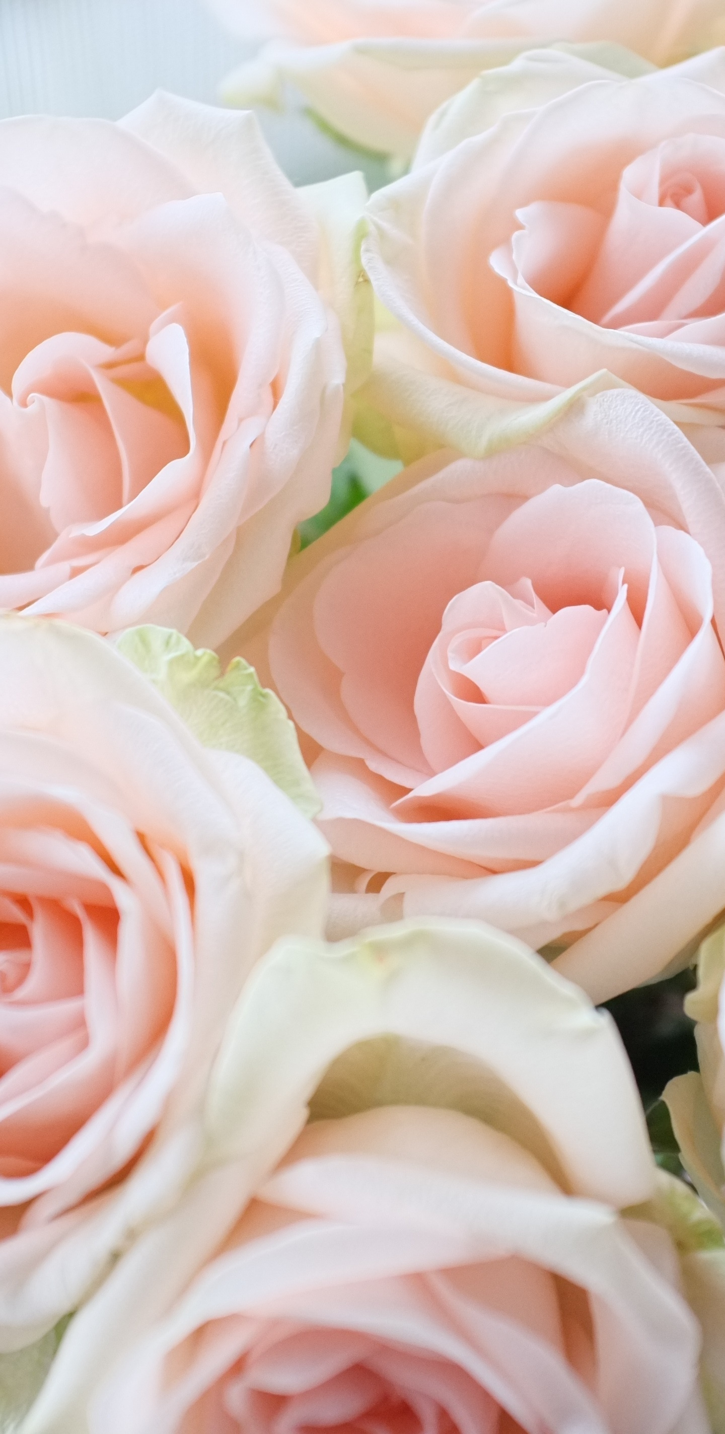 Pastel Pink Roses Wallpapers