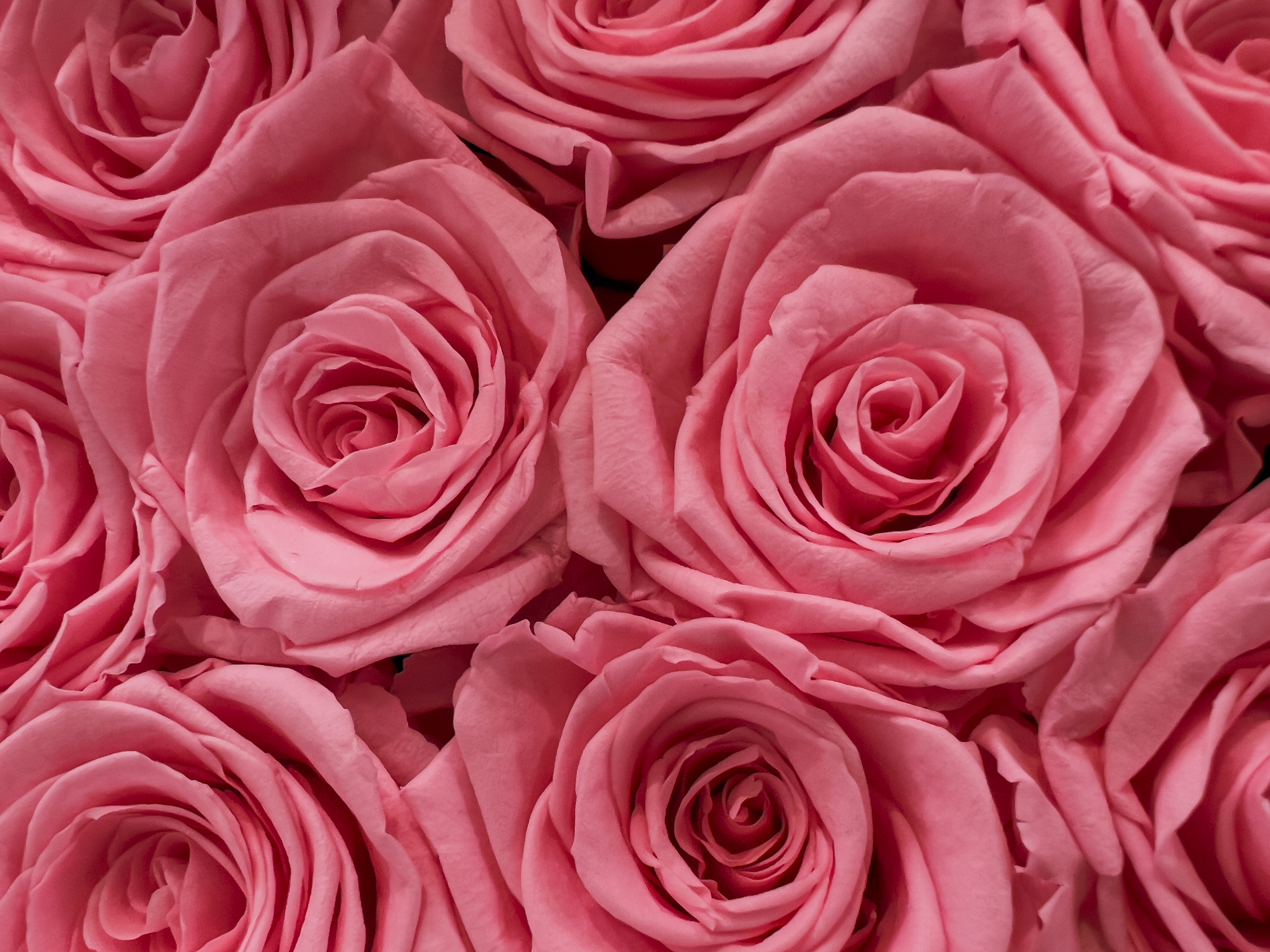 Pastel Pink Roses Wallpapers