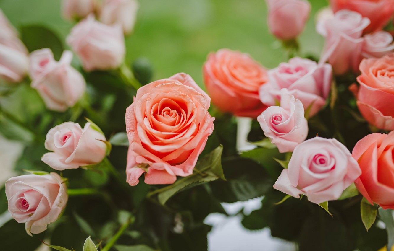 Pastel Pink Roses Wallpapers