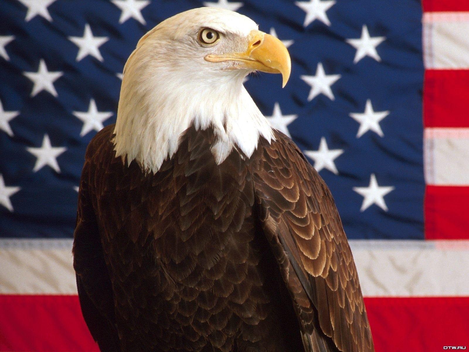 Patriotic Eagle Wallpapers