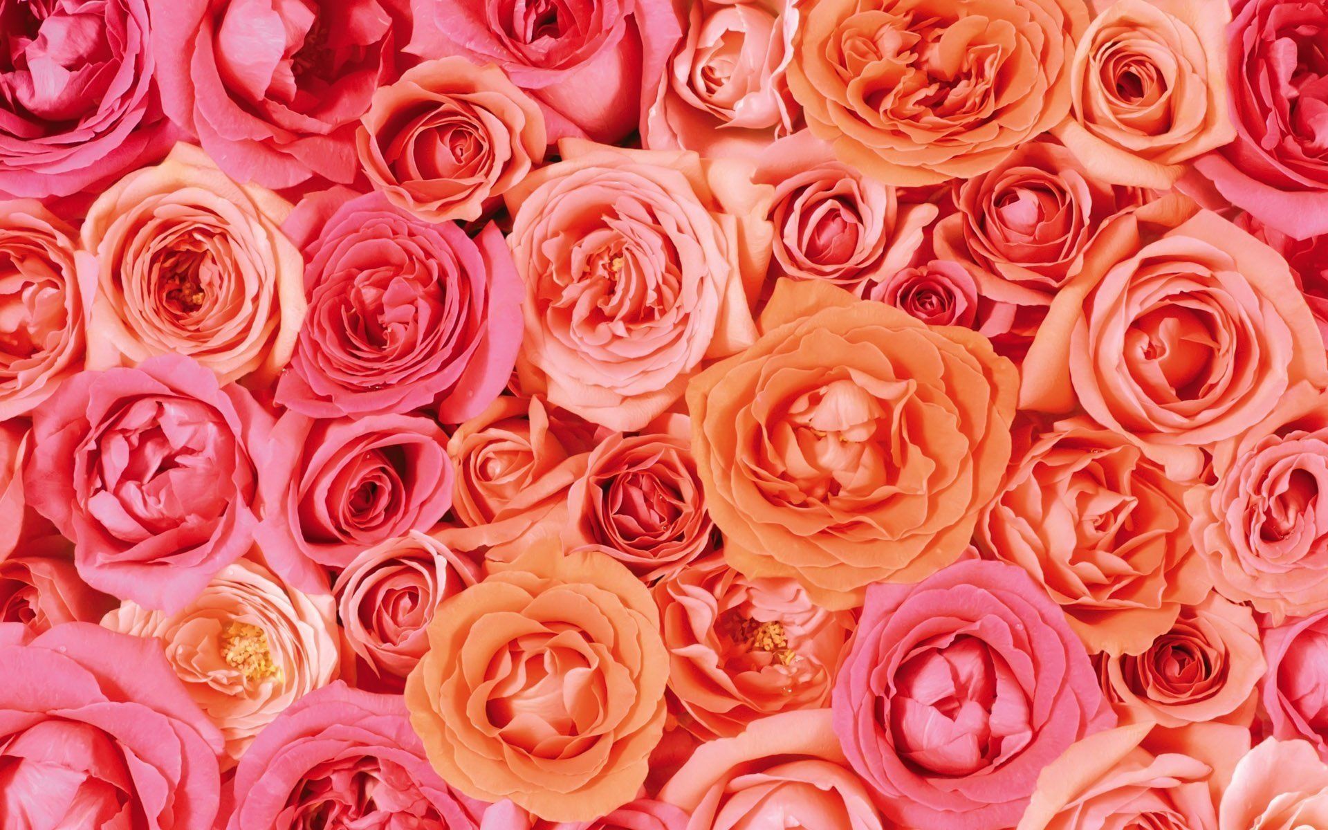 Peach Flowers Wallpapers