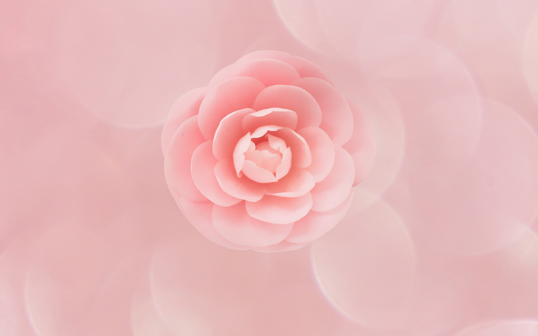 Peach Flowers Wallpapers