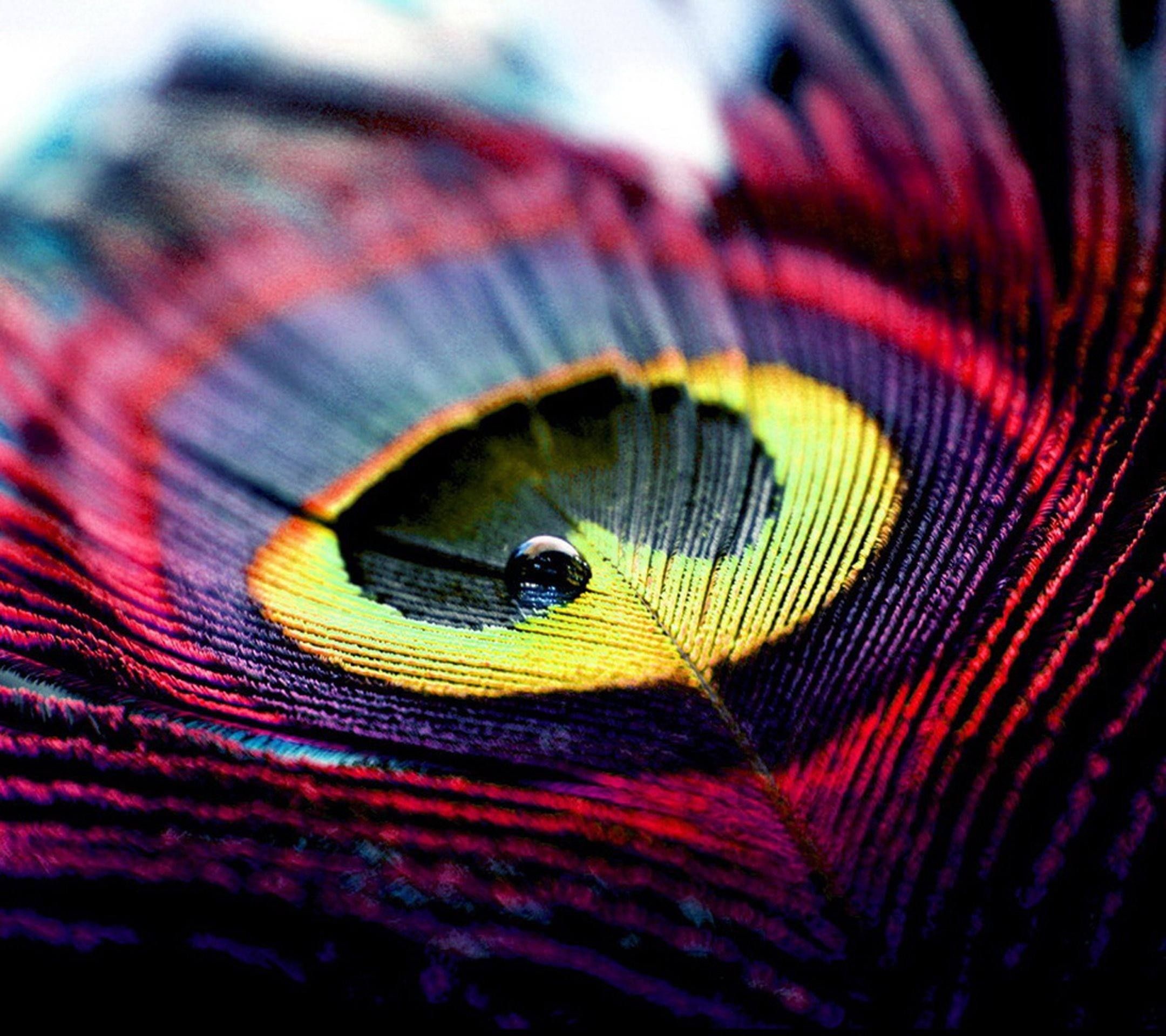 Peacock Feather Wallpapers