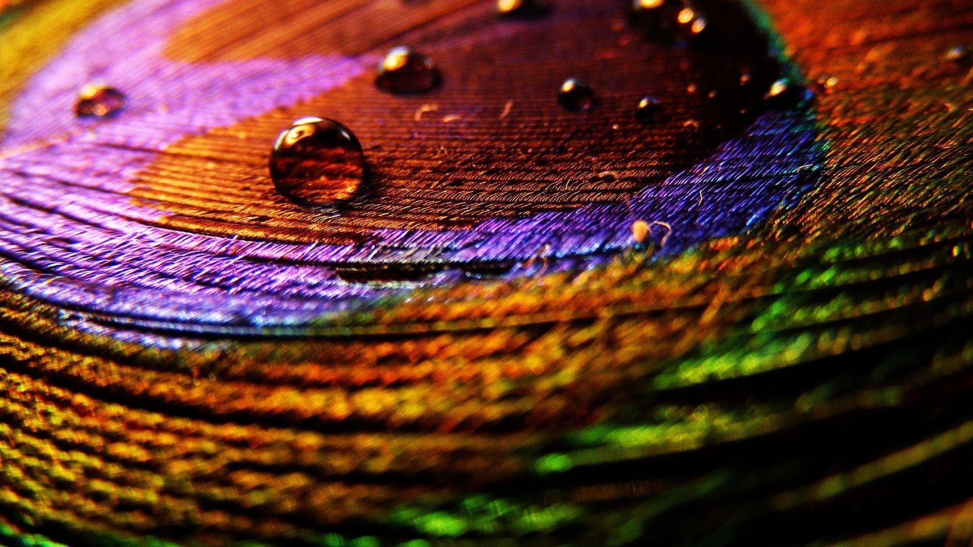 Peacock Feather Wallpapers