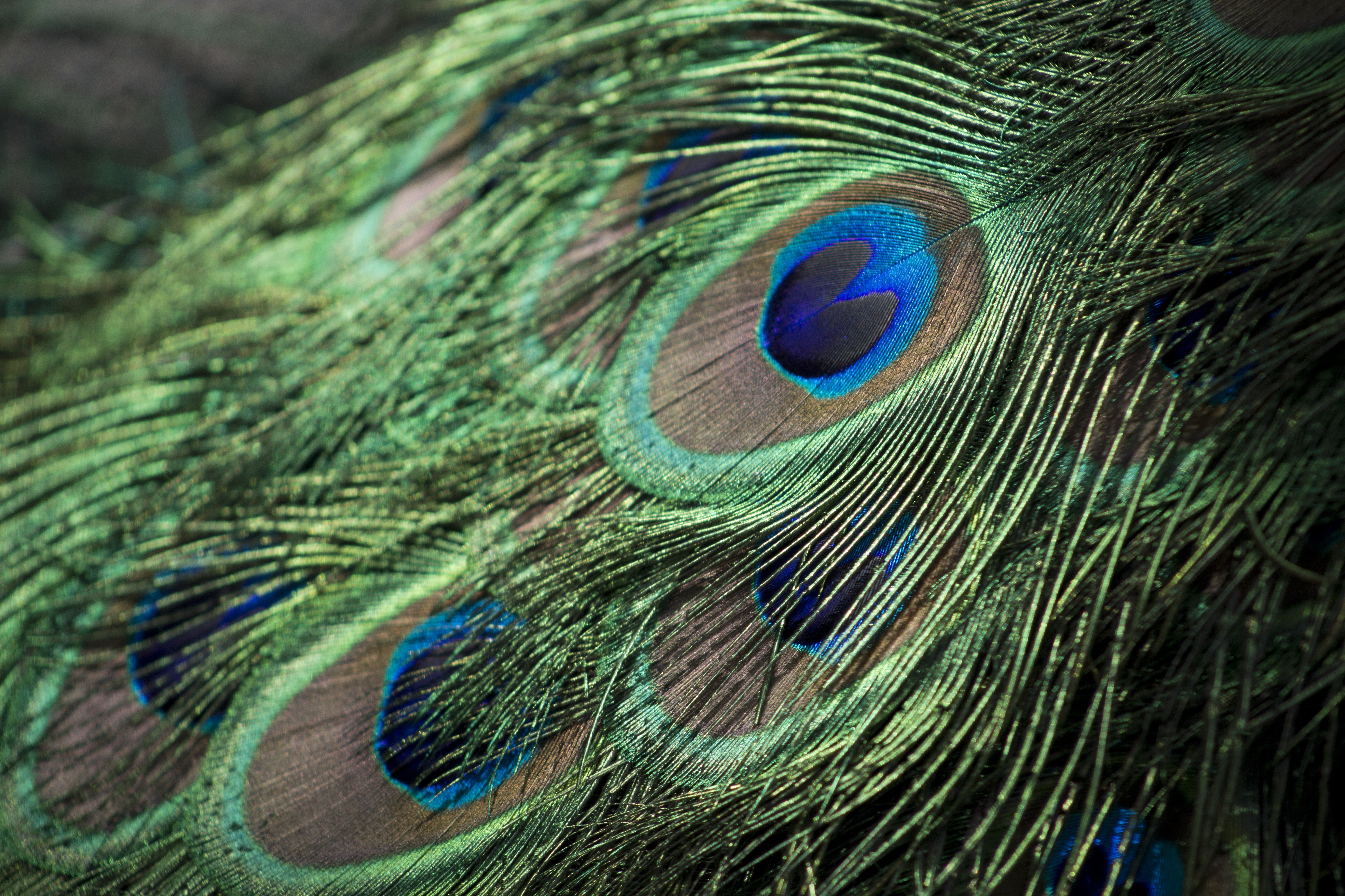 Peacock Feather Wallpapers