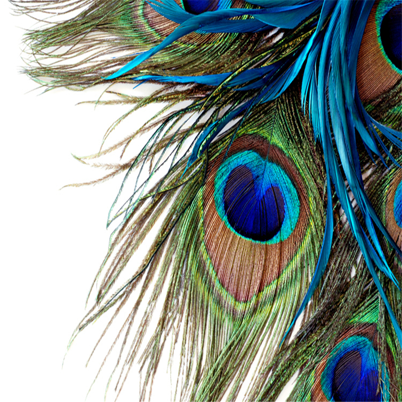 Peacock Feather Wallpapers