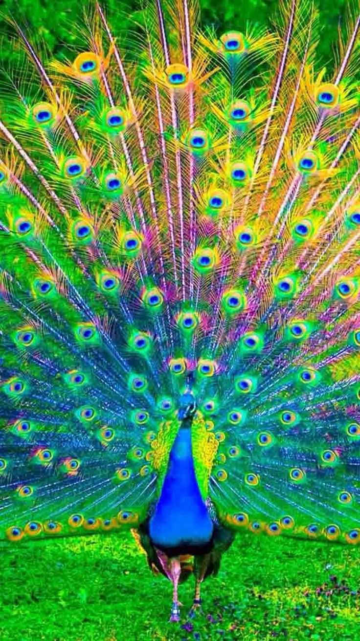 Peacock Wall Paper Wallpapers