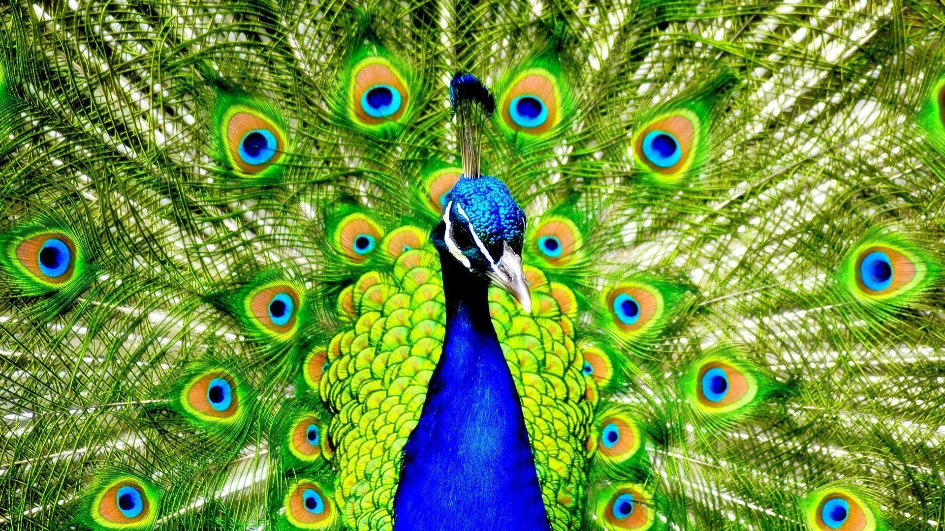 Peacock Wall Paper Wallpapers