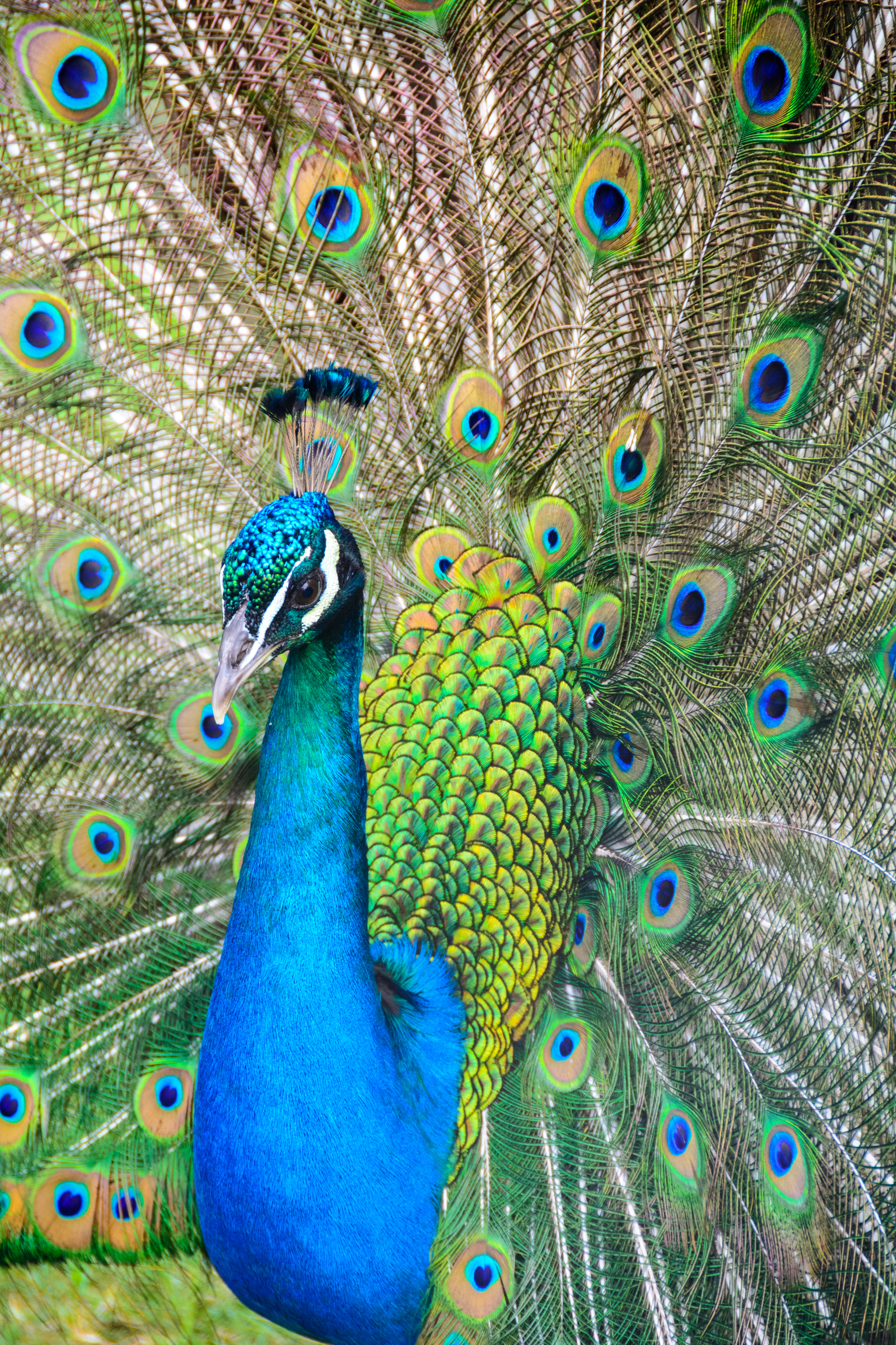 Peacock Wall Paper Wallpapers