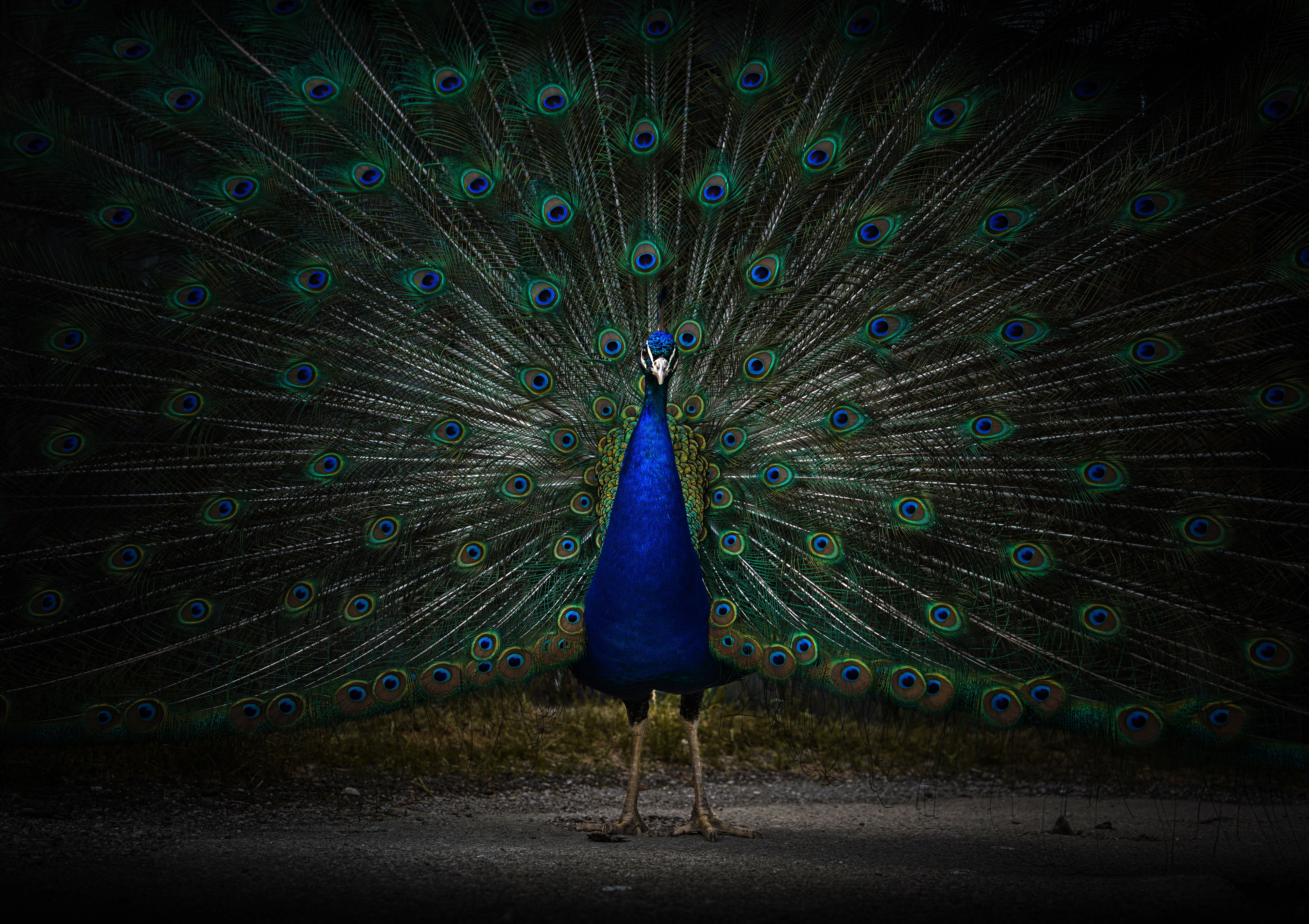 Peacock Wall Paper Wallpapers