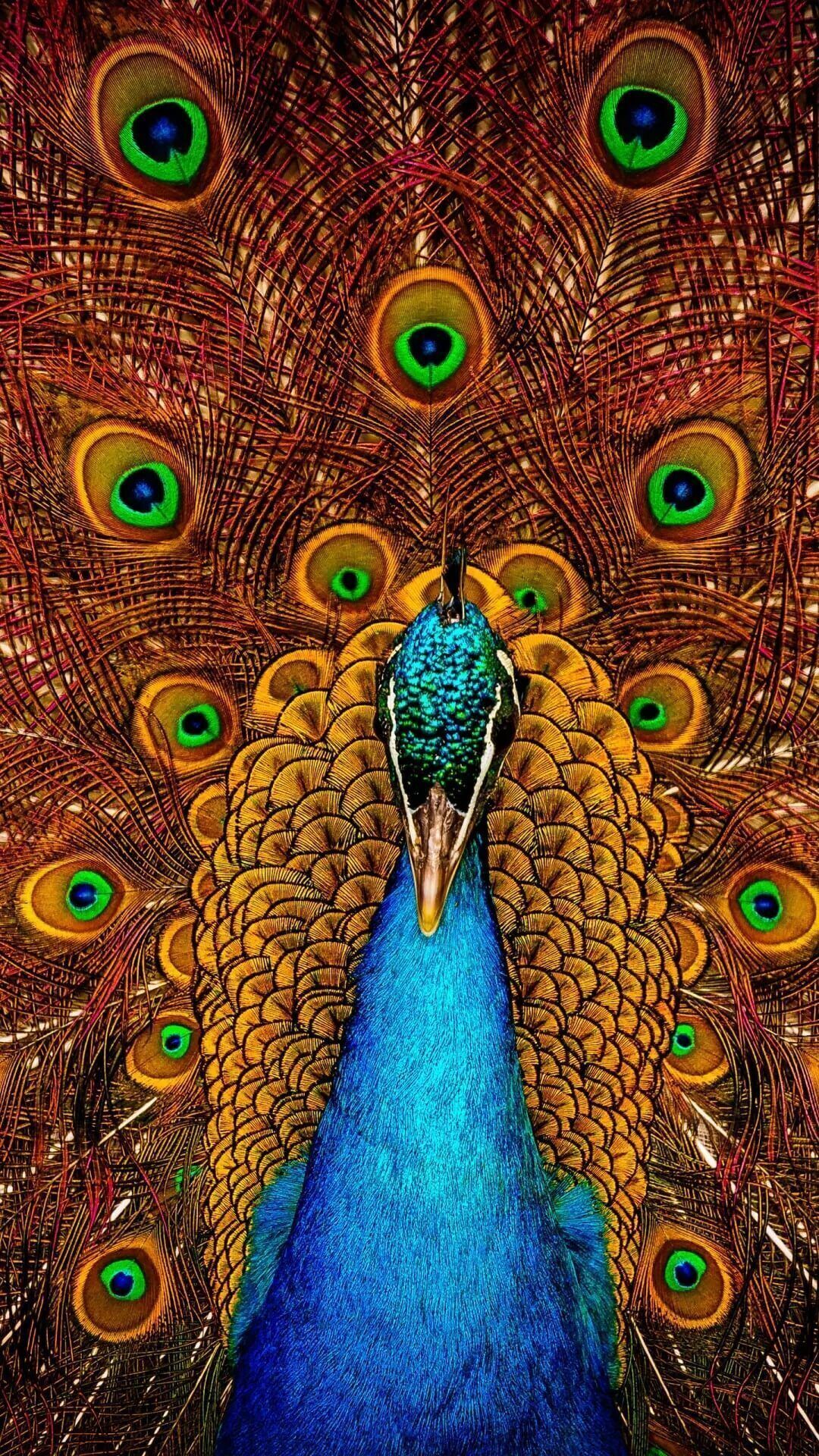 Peacock Wall Paper Wallpapers