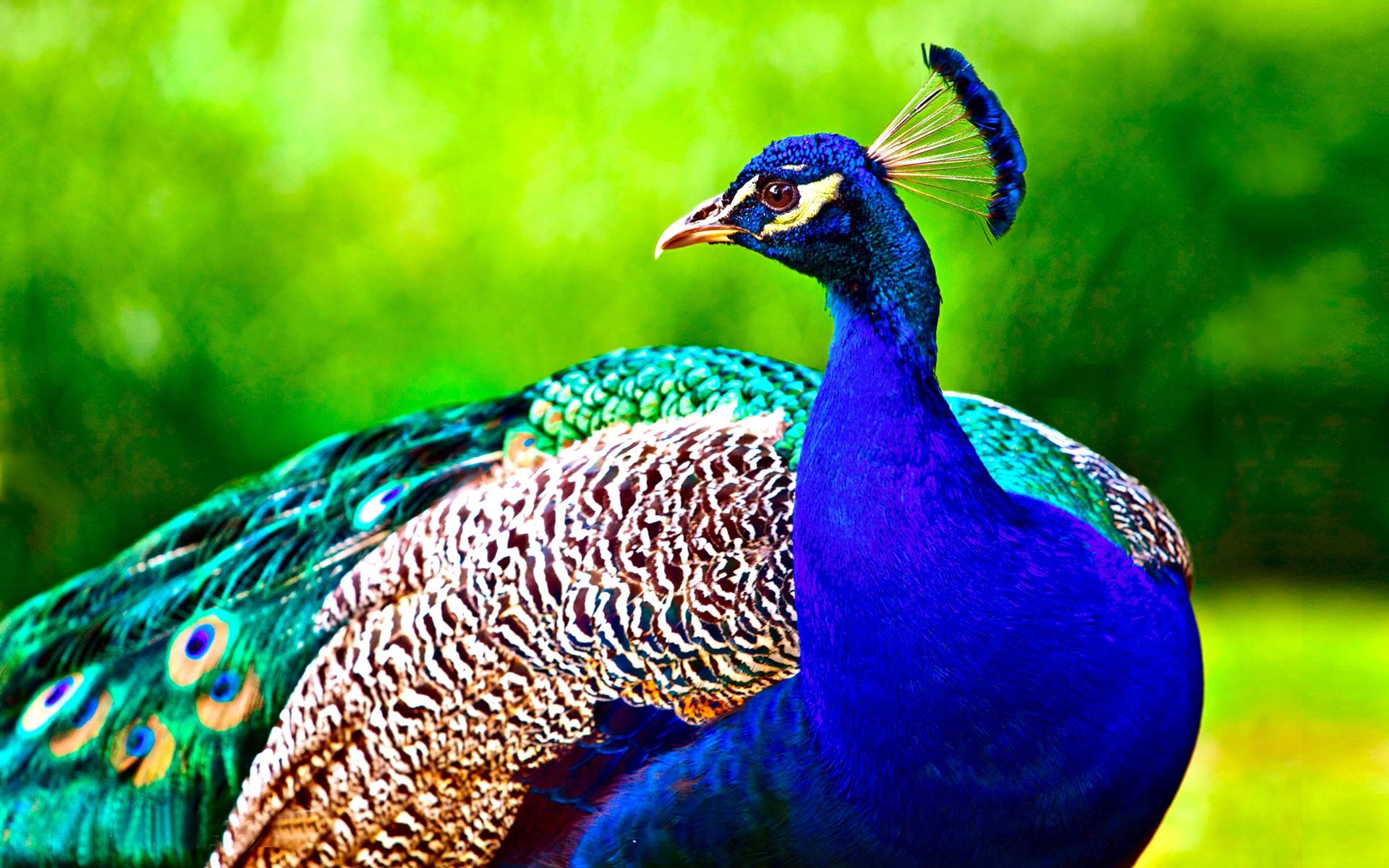 Peacock Wall Paper Wallpapers