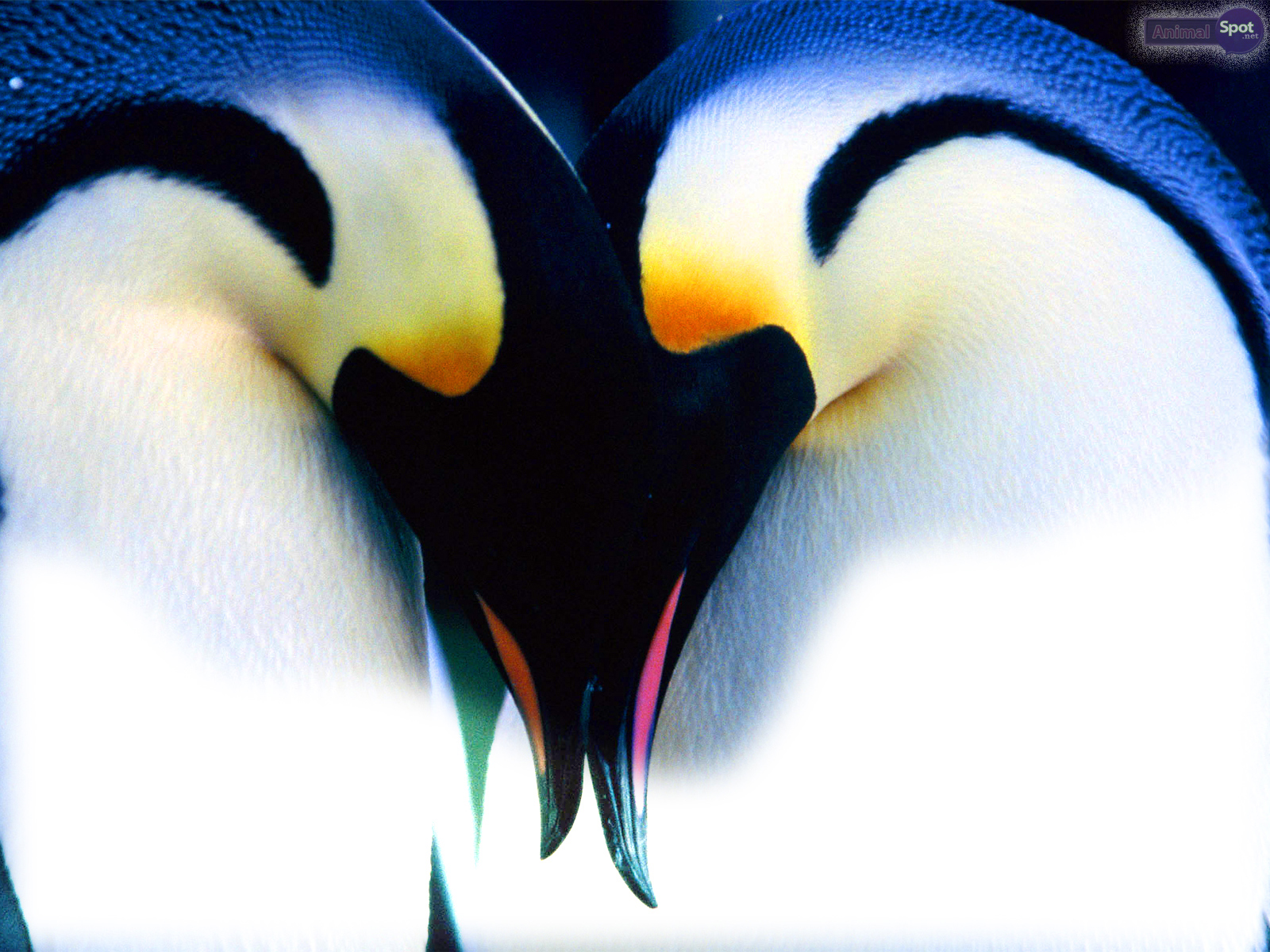 Penguin Backround Wallpapers